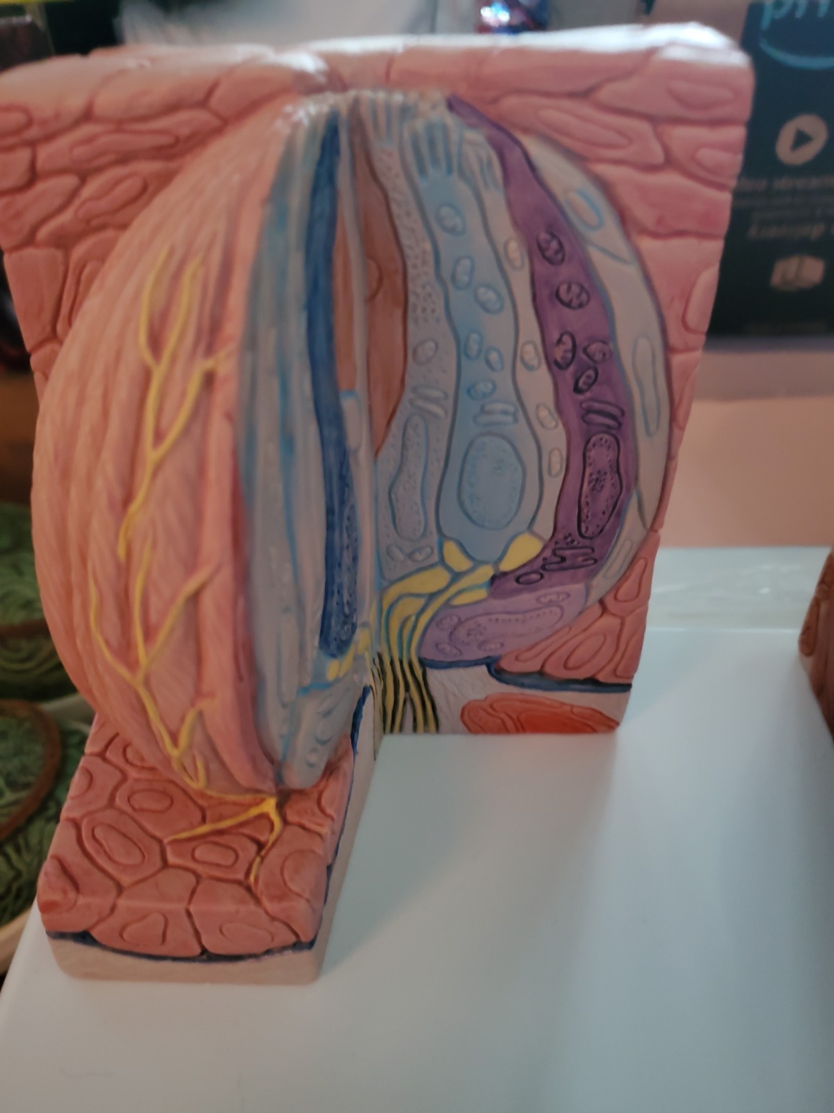 3B Scientific D17 MICROanatomy Human Tongue Model – 3B Smart Anatomy Anatomical