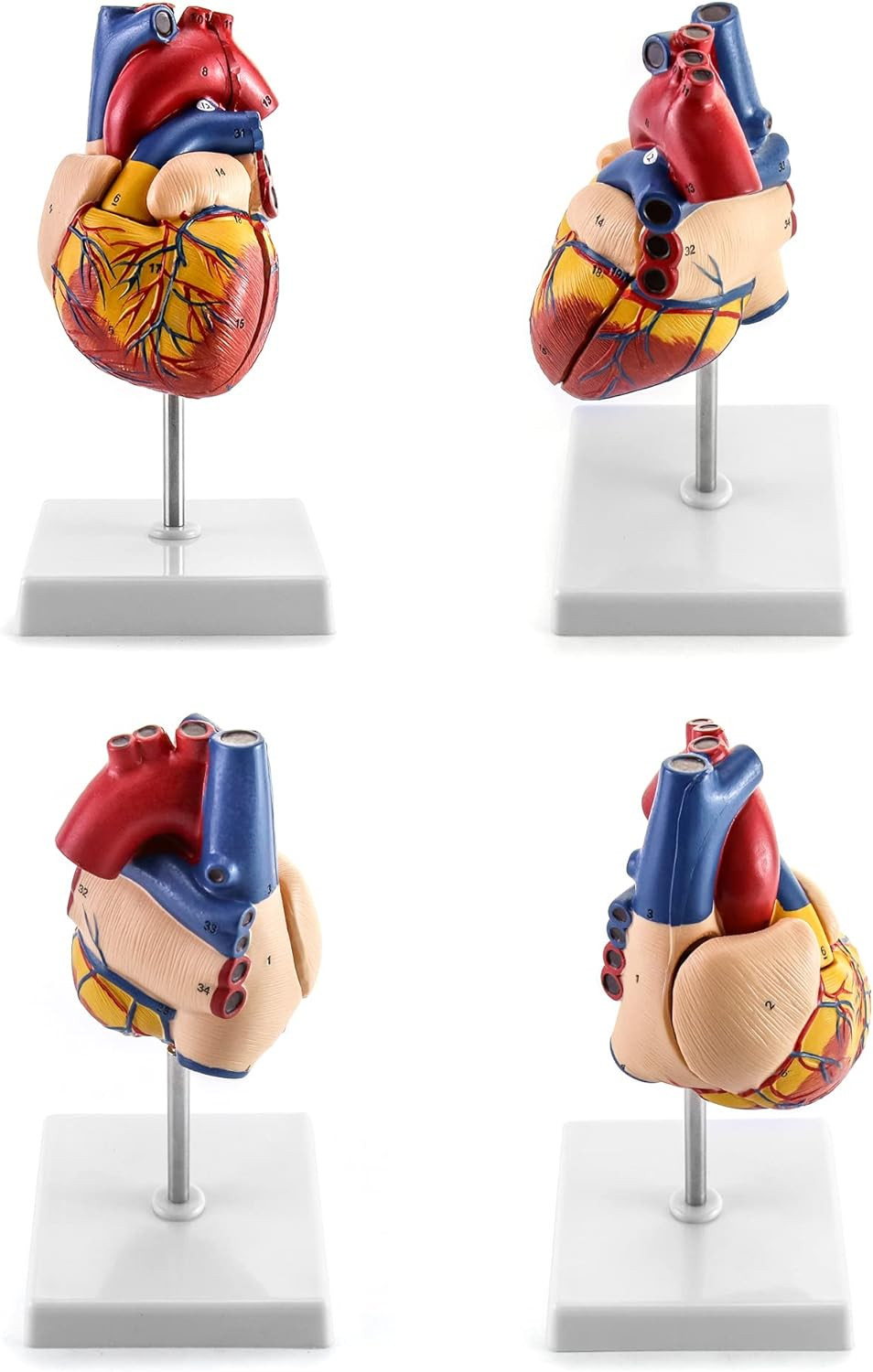 2 Pack Life Size Human Heart Model 2-Part 34 Structures PVC Anatomy Display Base