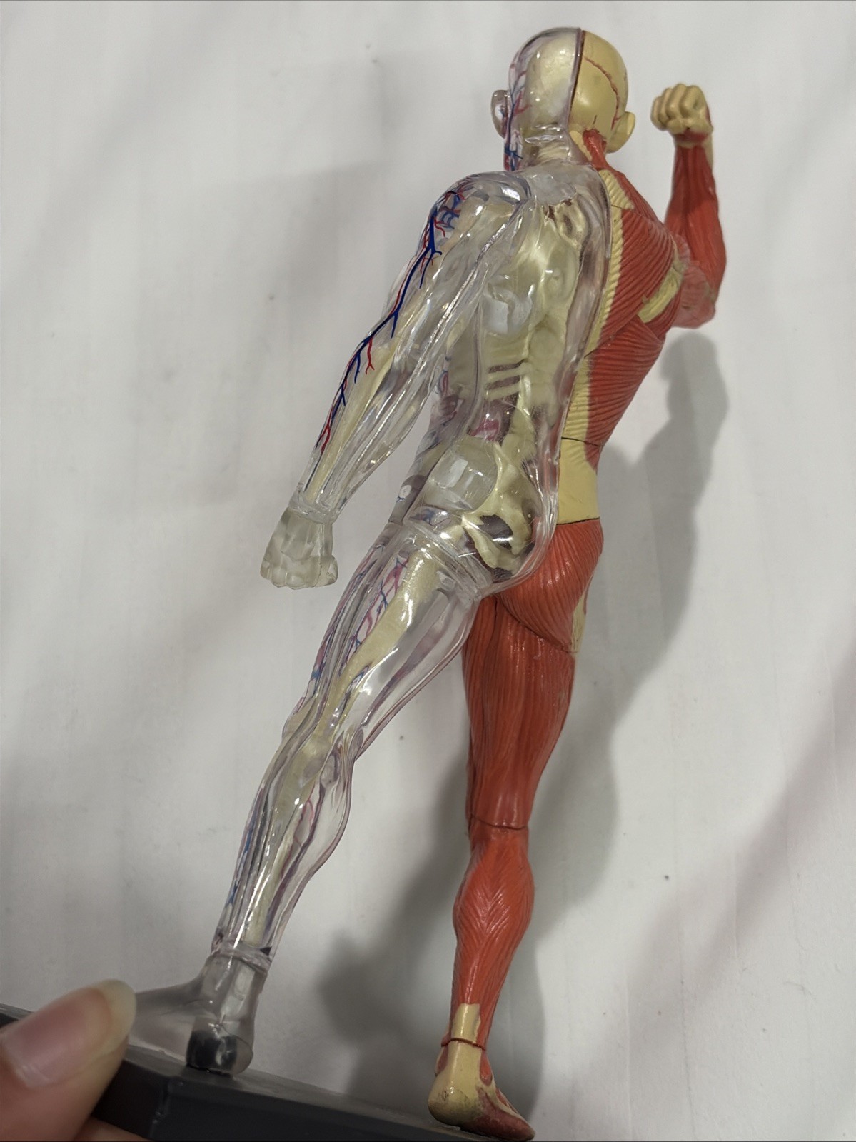 Human Muscles Anatomy Model Transparent Body Medical Model for Study Teaching