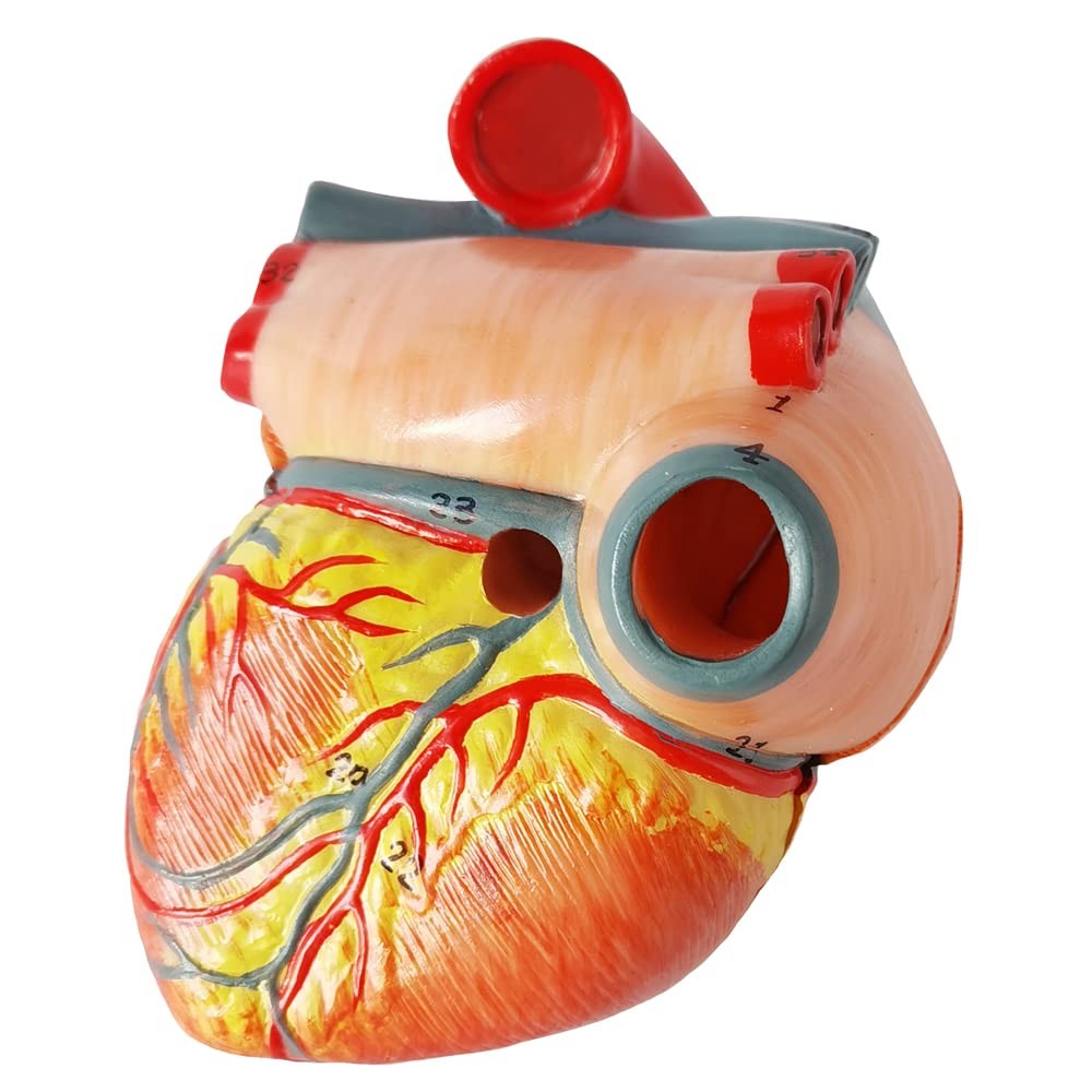 Human Heart Model For Anatomy, 2 – Part Heart Models Anatomy Life Size Medica…