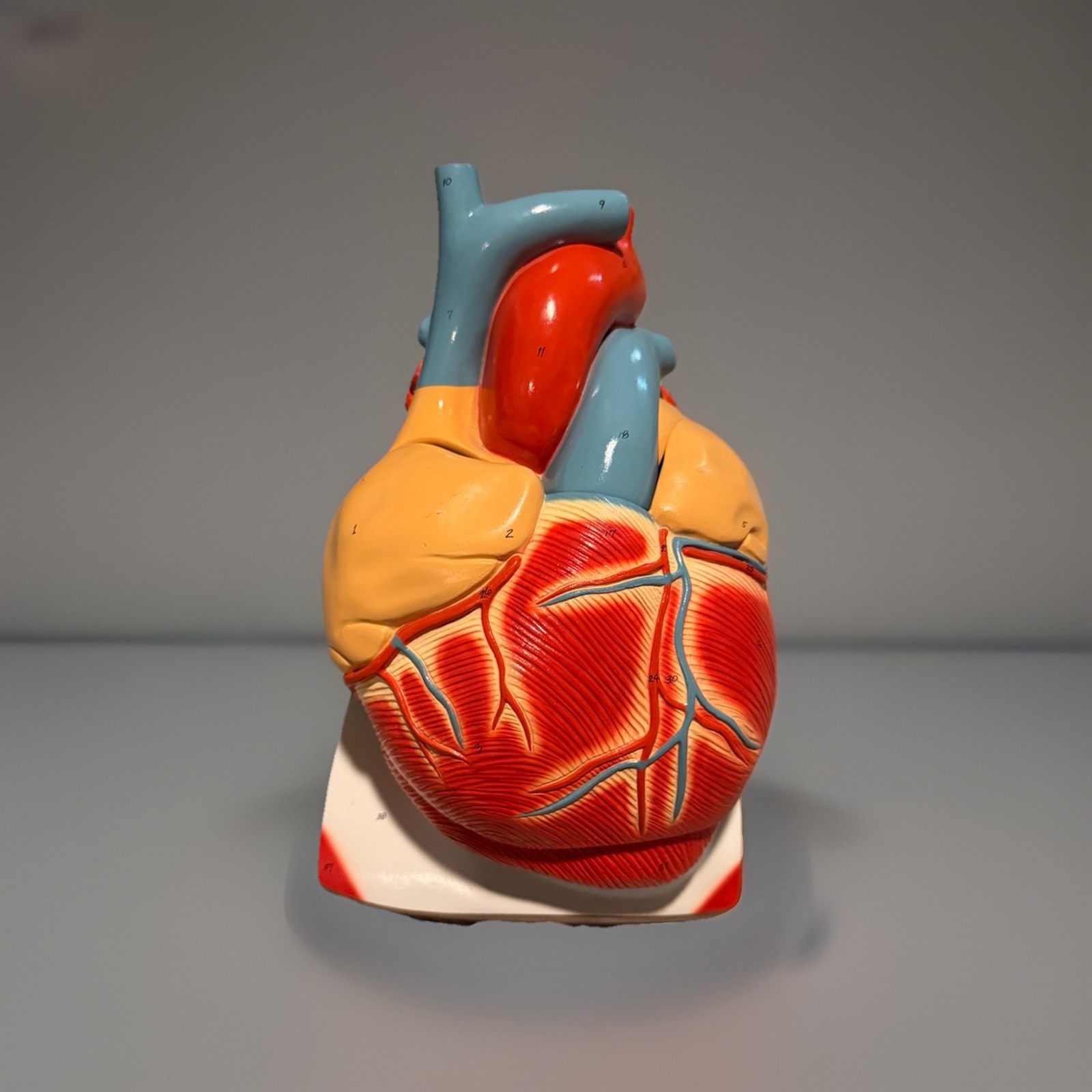 Anatomical Human Heart Model Medical Teaching Anatomy Classroom Study Aid