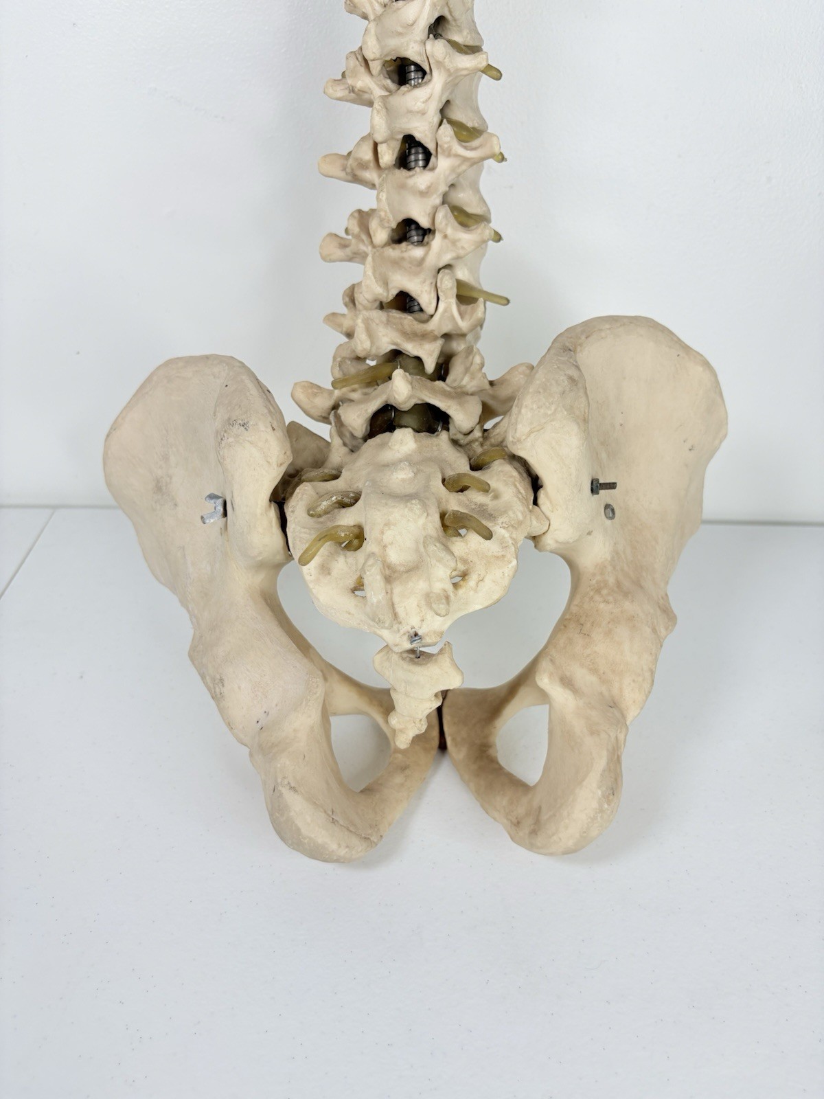 Vertebrae Human Spine and Pelvis Anatomical Model Science Medical