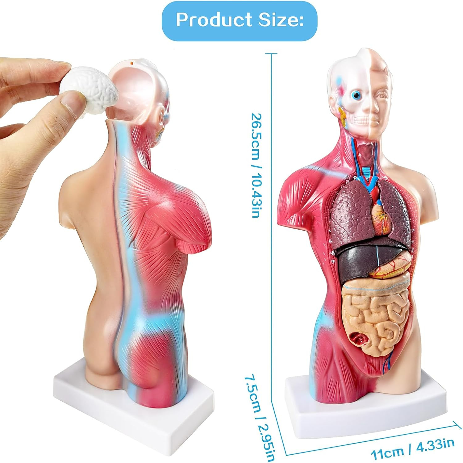 NEW HORIZON Human Anatomy Torso Model 10.5 Inch Anatomical Assembly Model of Hum