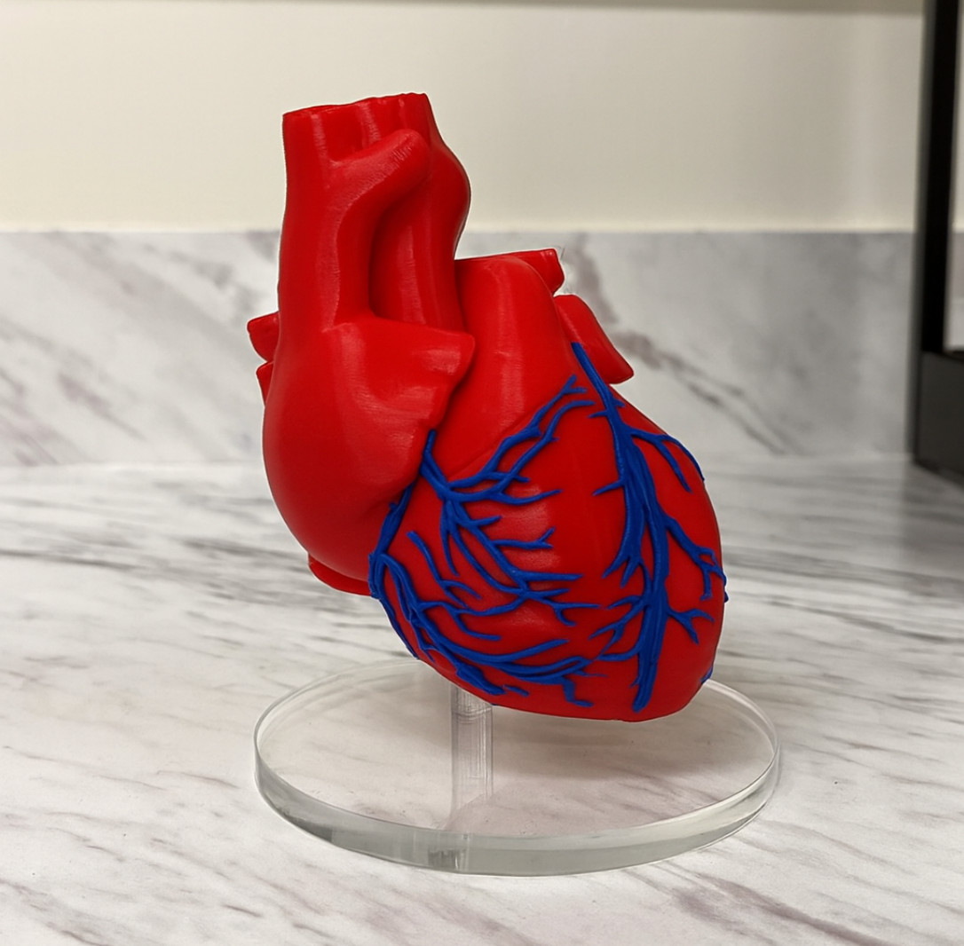 Human Heart Anatomical Model1:1Life Size 2-Part Educational Science Medical Tool