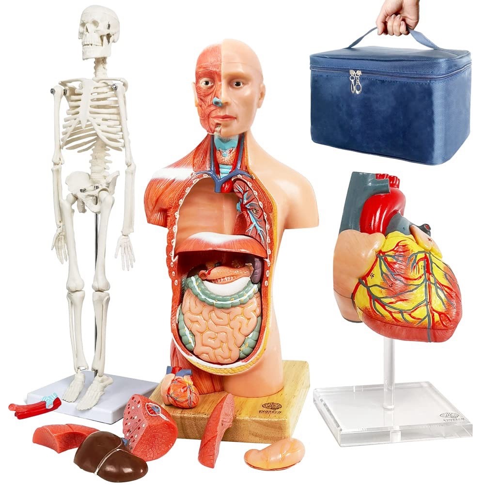 EVOTECH Human Body Skeleton and Heart Models-Best Anatomy Model Bundle Set of…