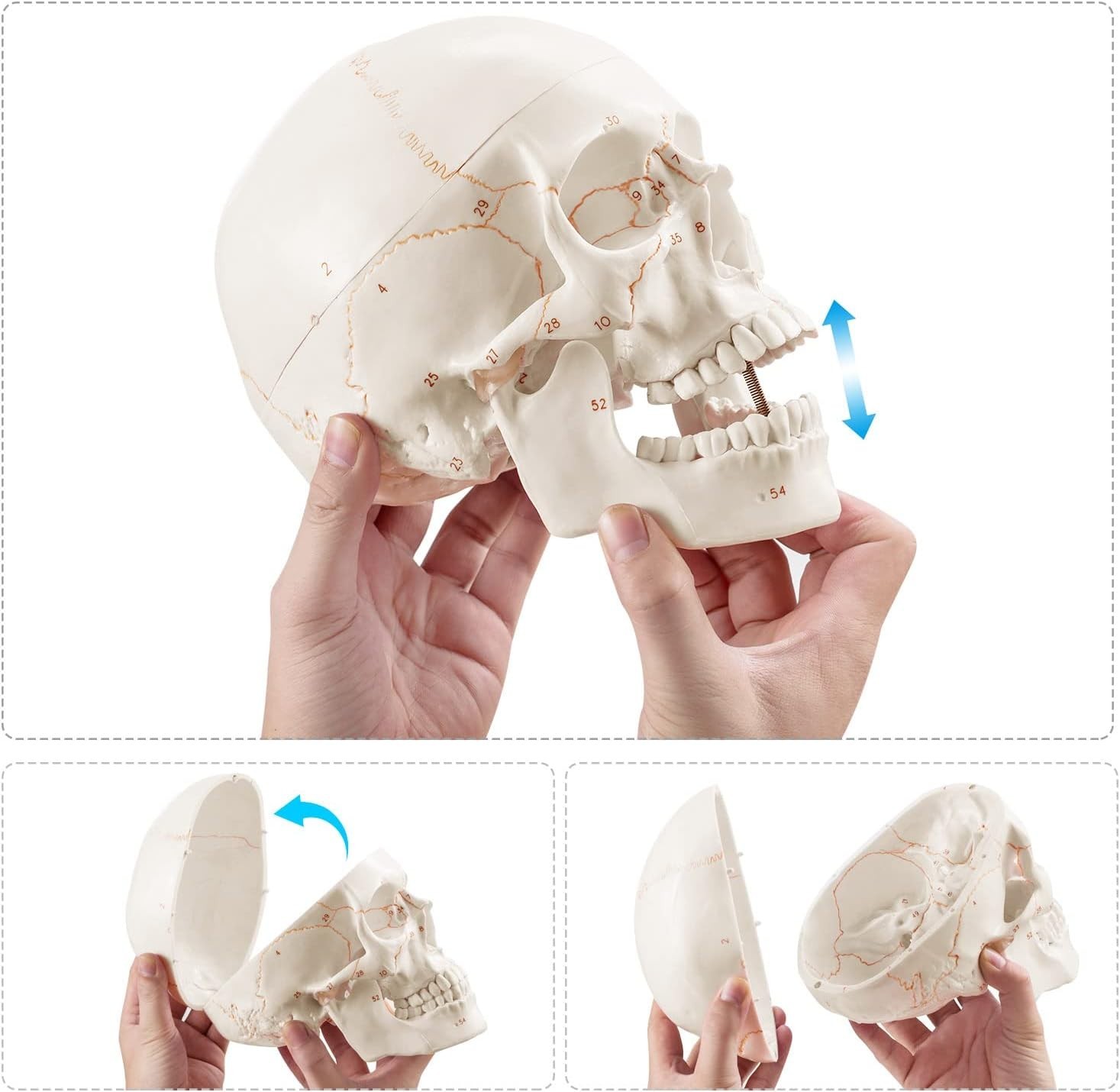 Fully Framed White Skull Anatomy Model – Ideal for Medical Learning Environments