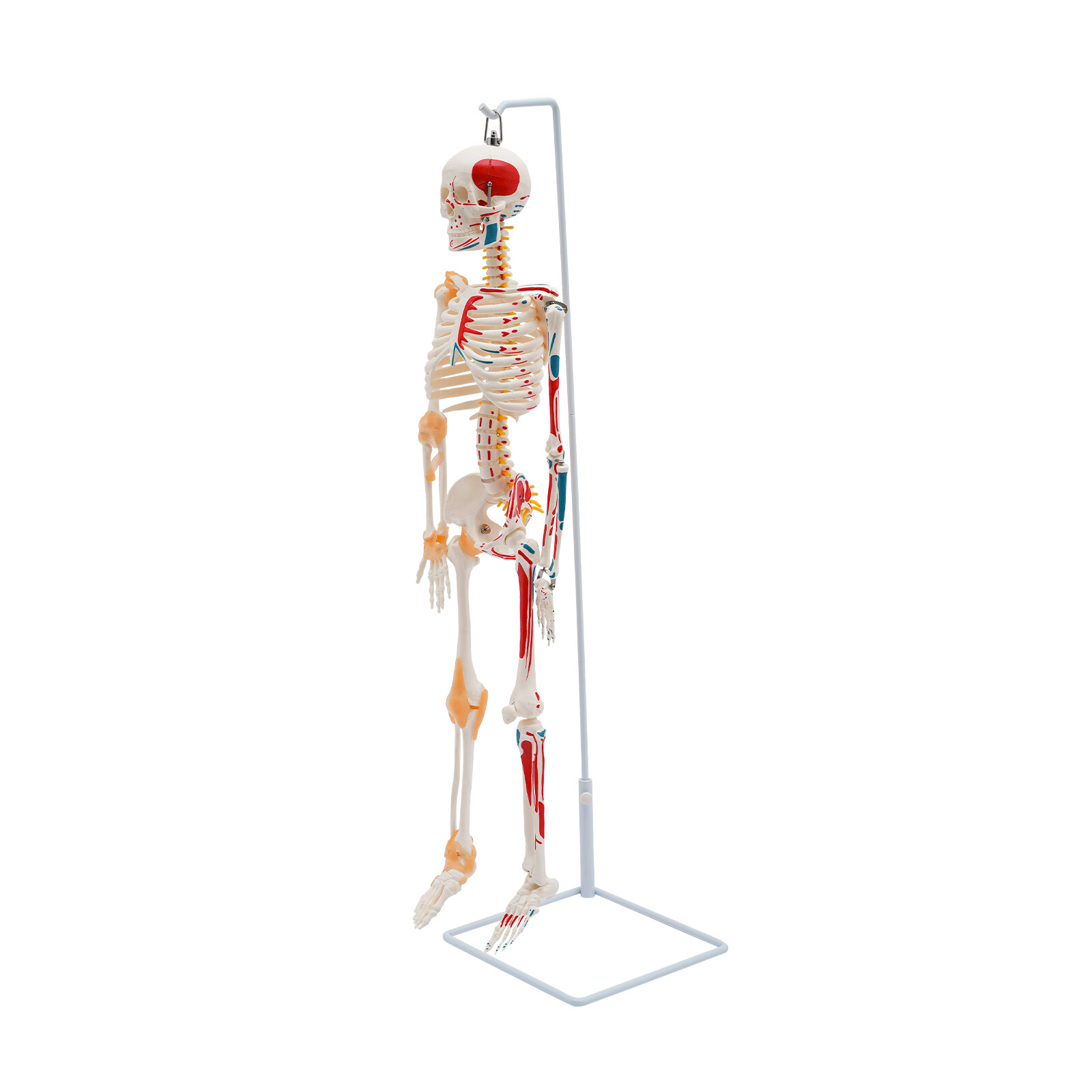 34″ Half Life Size Human Skeleton Model For Doctors’ Office or Anatomy Classroom