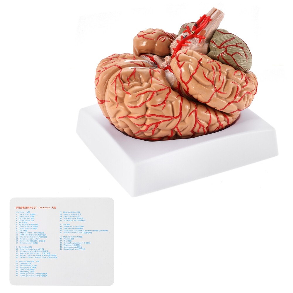 Anatomically Accurate 8-Part Human Brain Model Anatomy Science Teaching Medical
