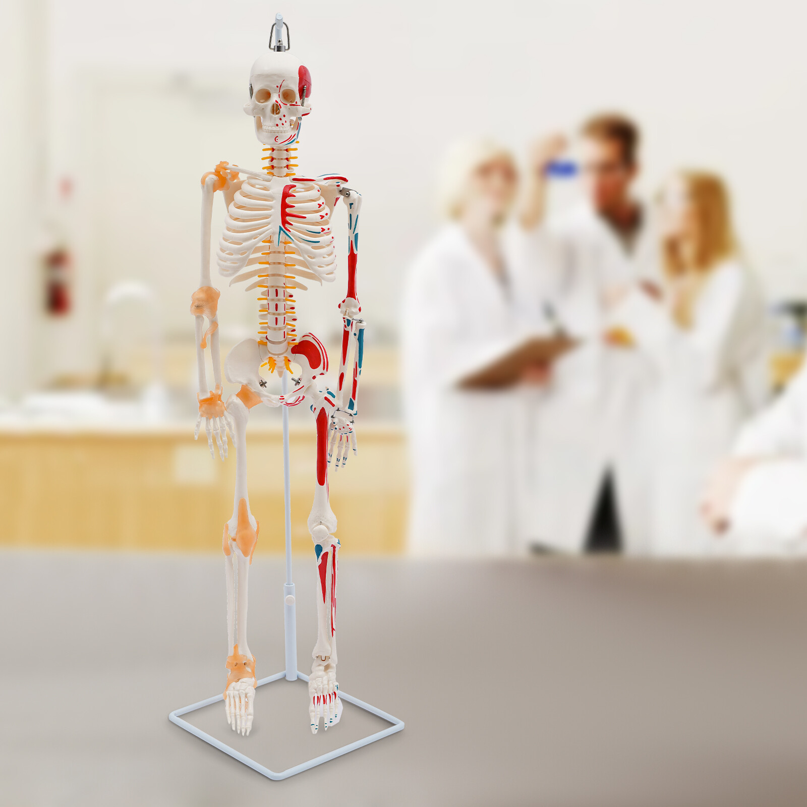 34″ Half Life Size Human Skeleton Model For Doctors’ Office or Anatomy Classroom