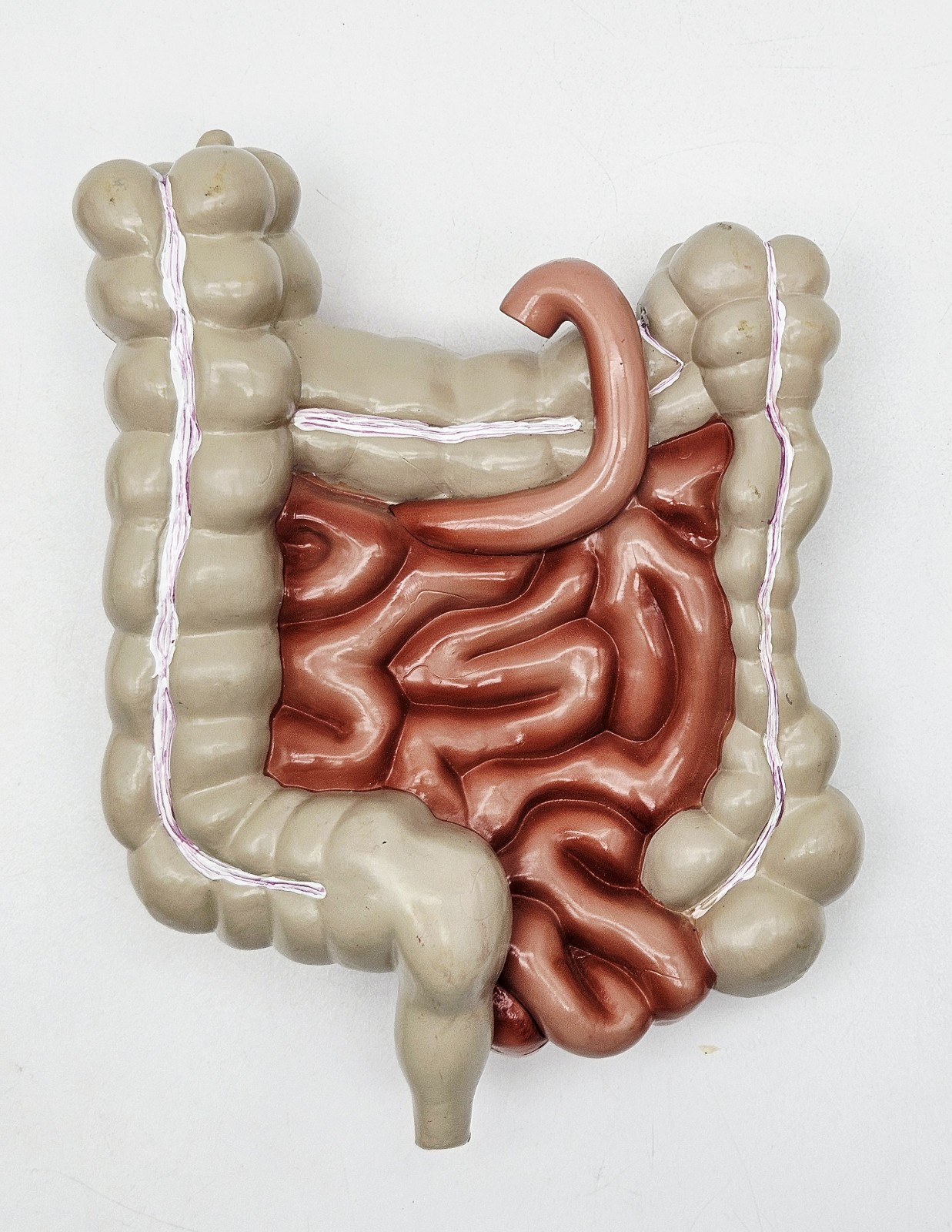 GI Tract Anatomy Model Handpainted Medical Display Gastro Intestinal Display