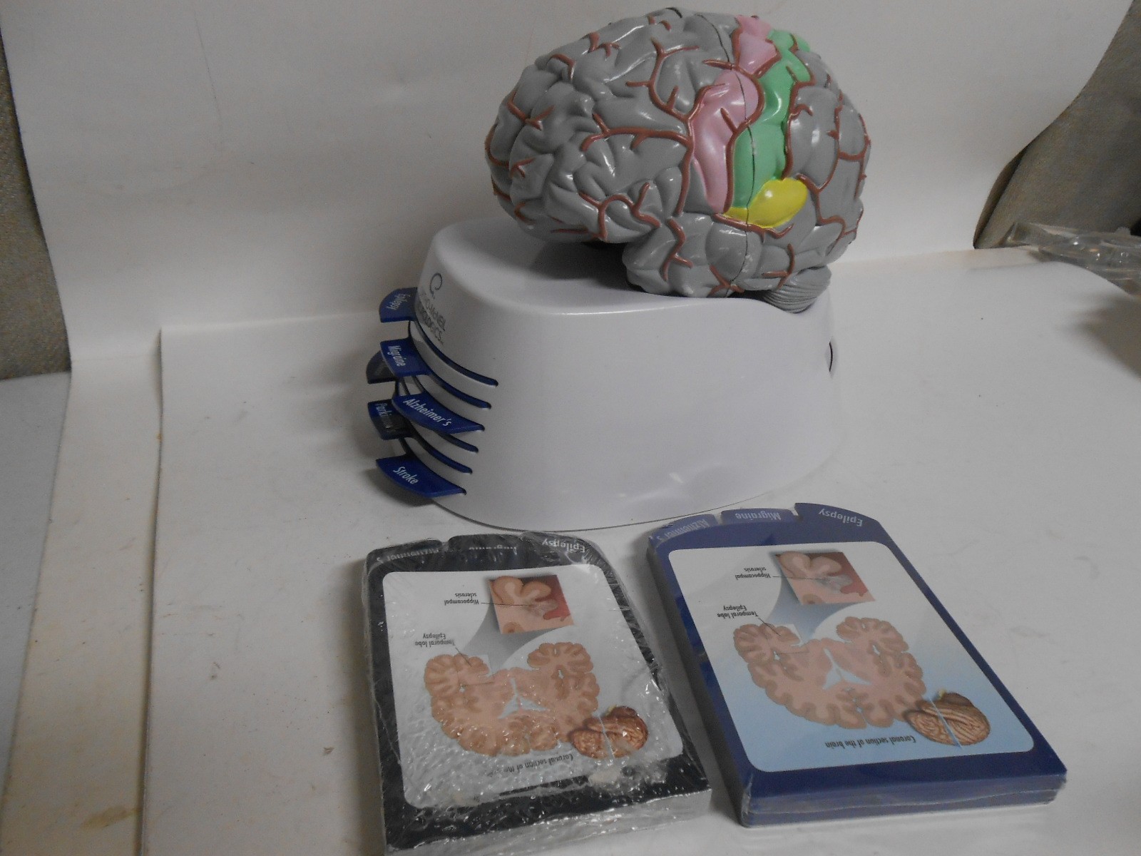 Human Brain Model Medical Doctor Office Display Teaching Education Study Science