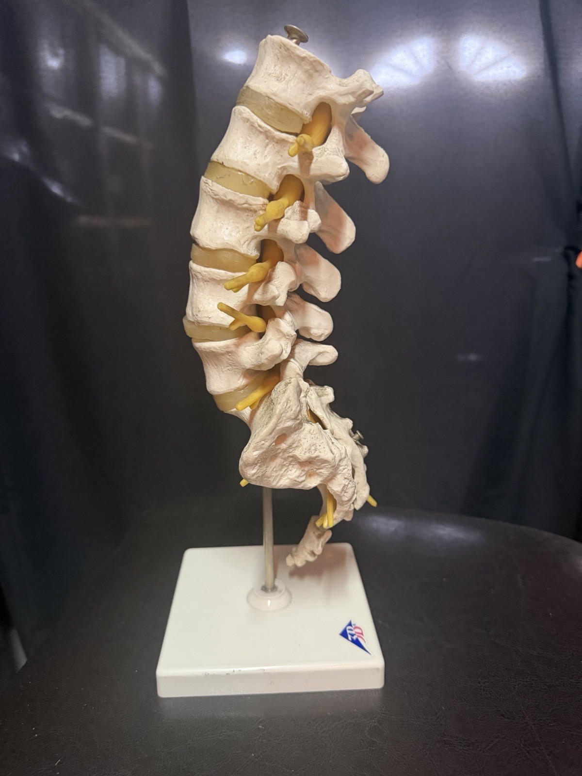 Vintage Scientfic Anatomical Articulating Spine Made In Germany Unusual