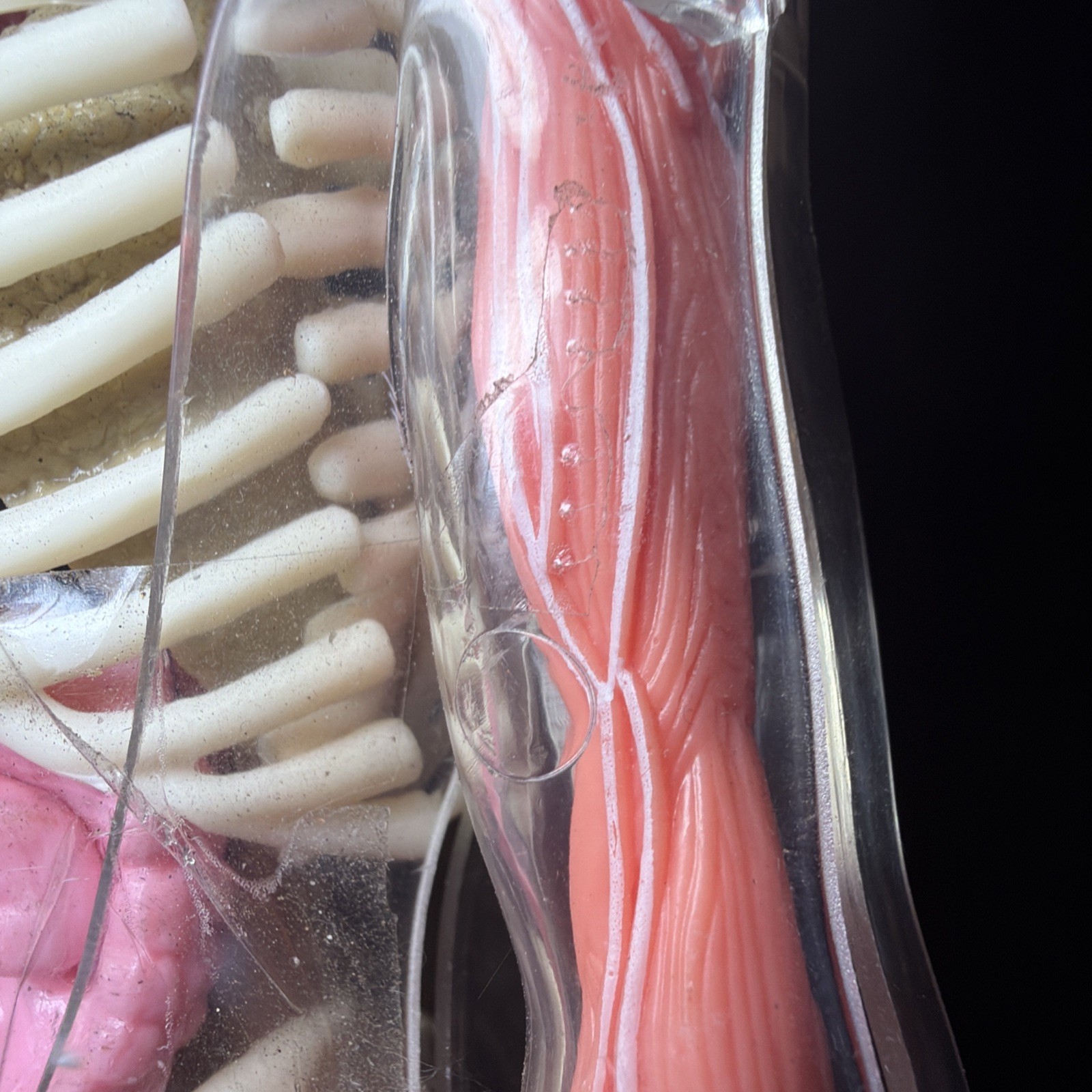 Vintage Human Body Model Anatomy Heart Brain Skeleton Muscles Lungs Student 13″