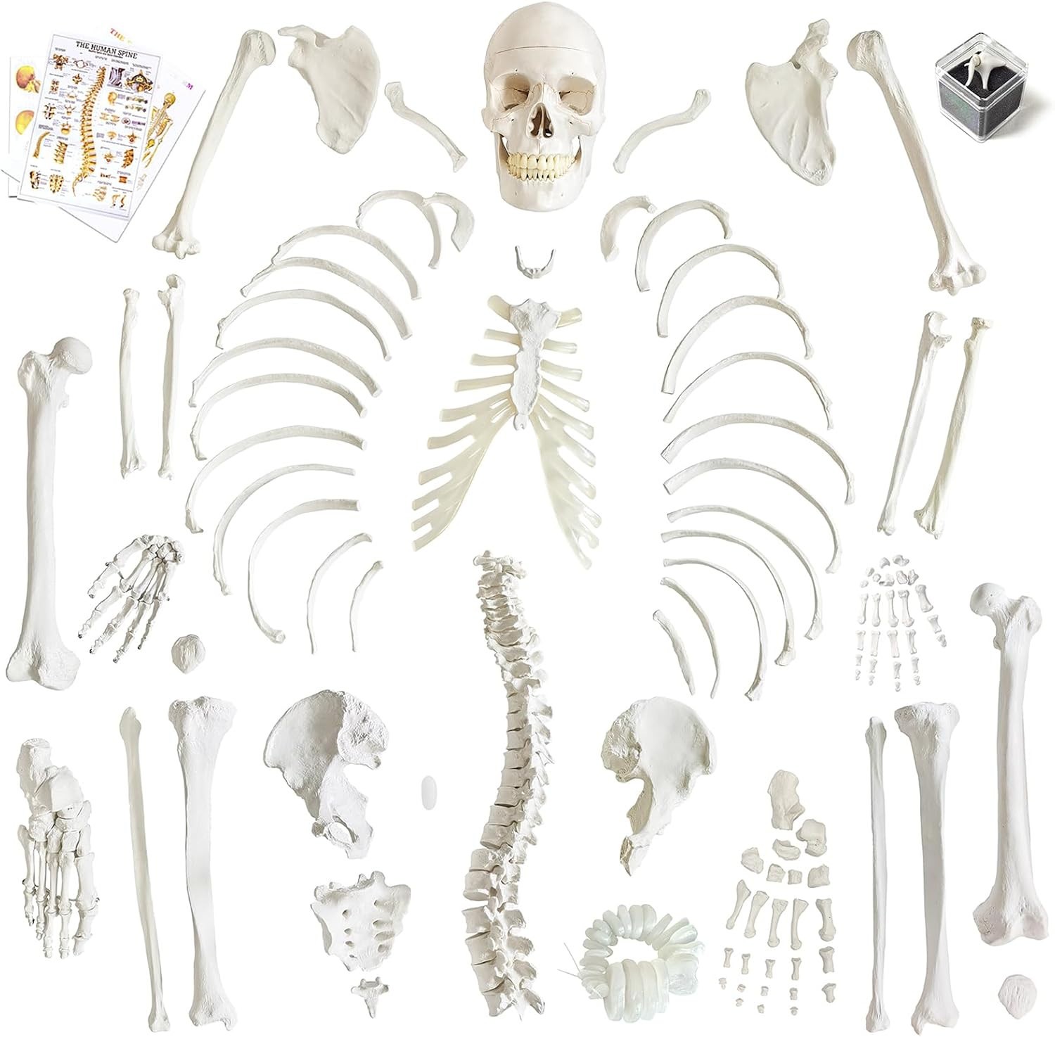 Human Model of Skeleton for Anatomy 67“ High with 200+ Bones Structures,Sc