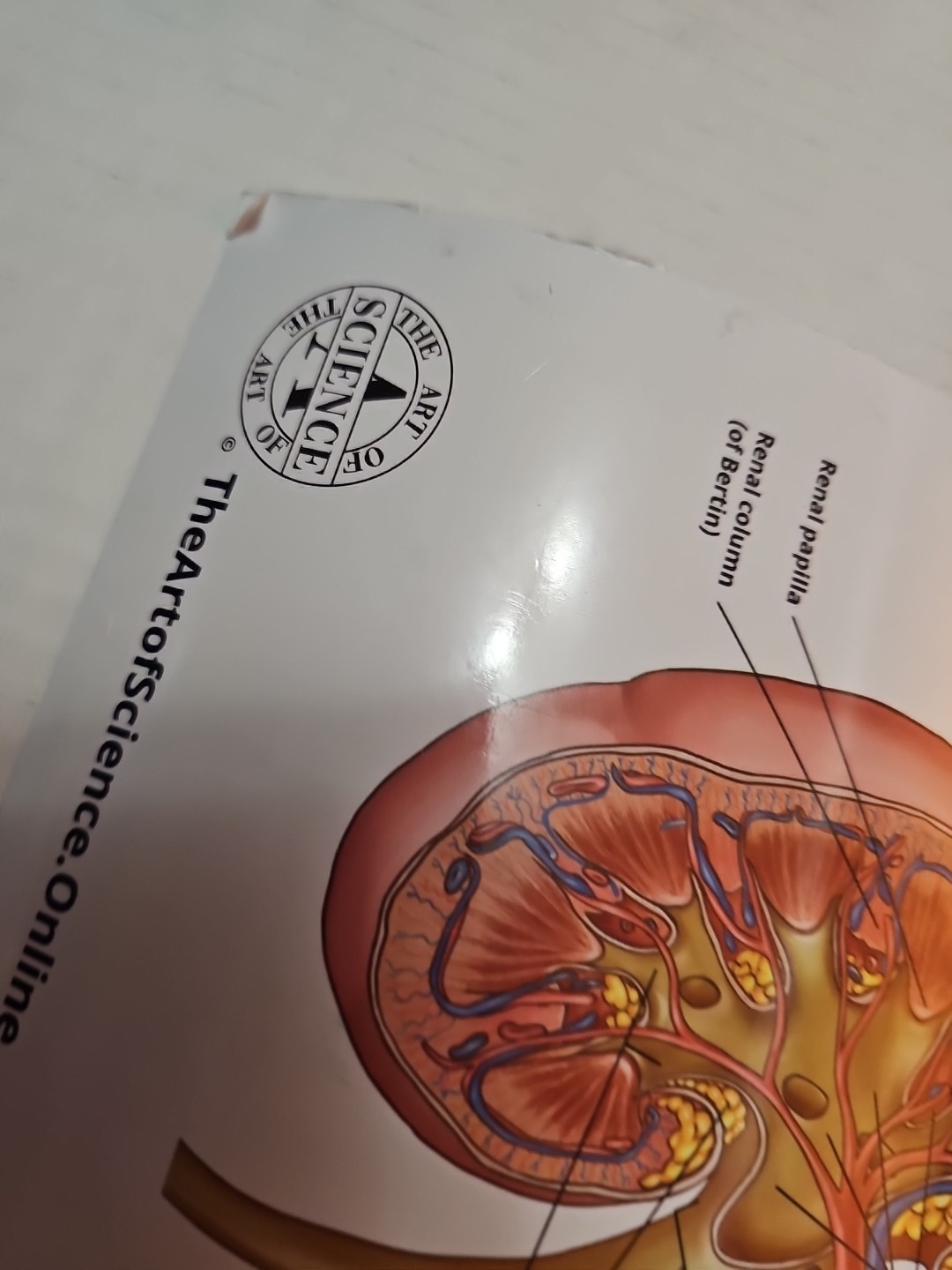 The Urinary System – 2 Sided MEDICAL Poster 29.5″ x 17.5″ In. Art Of Science Vtg