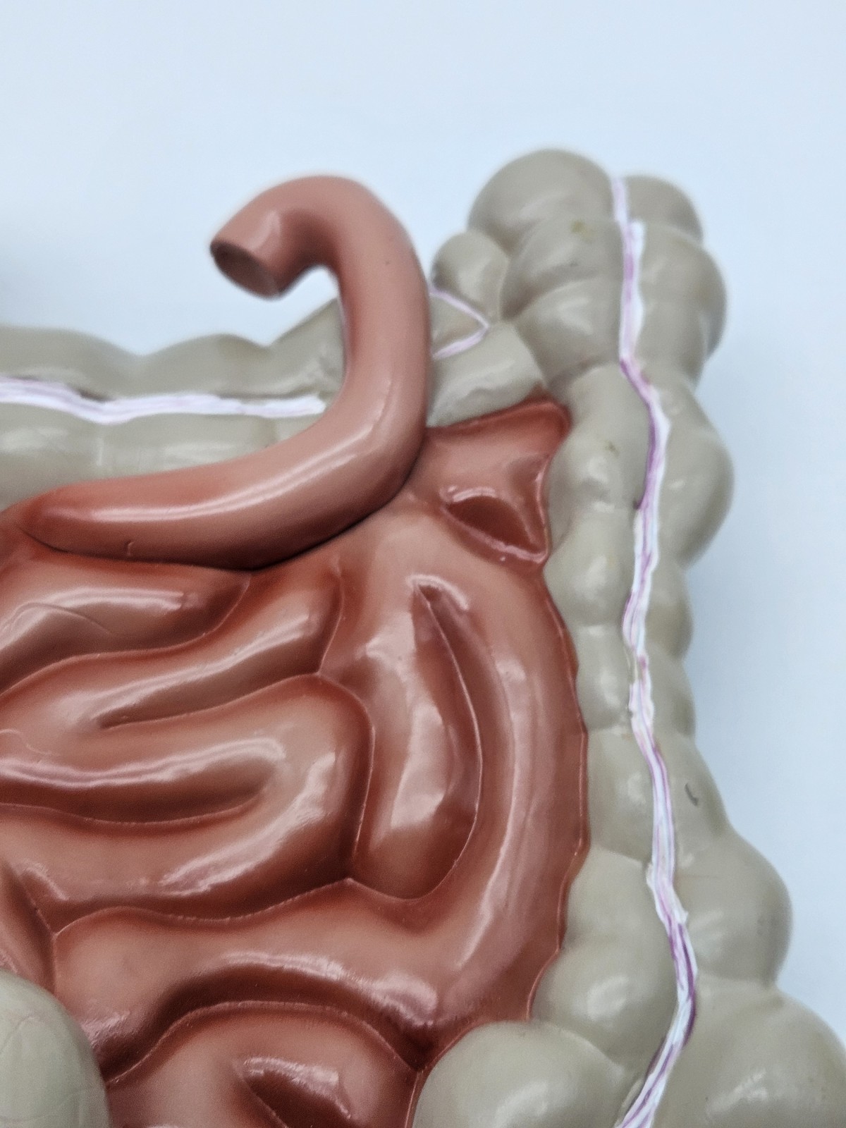 GI Tract Anatomy Model Handpainted Medical Display Gastro Intestinal Display
