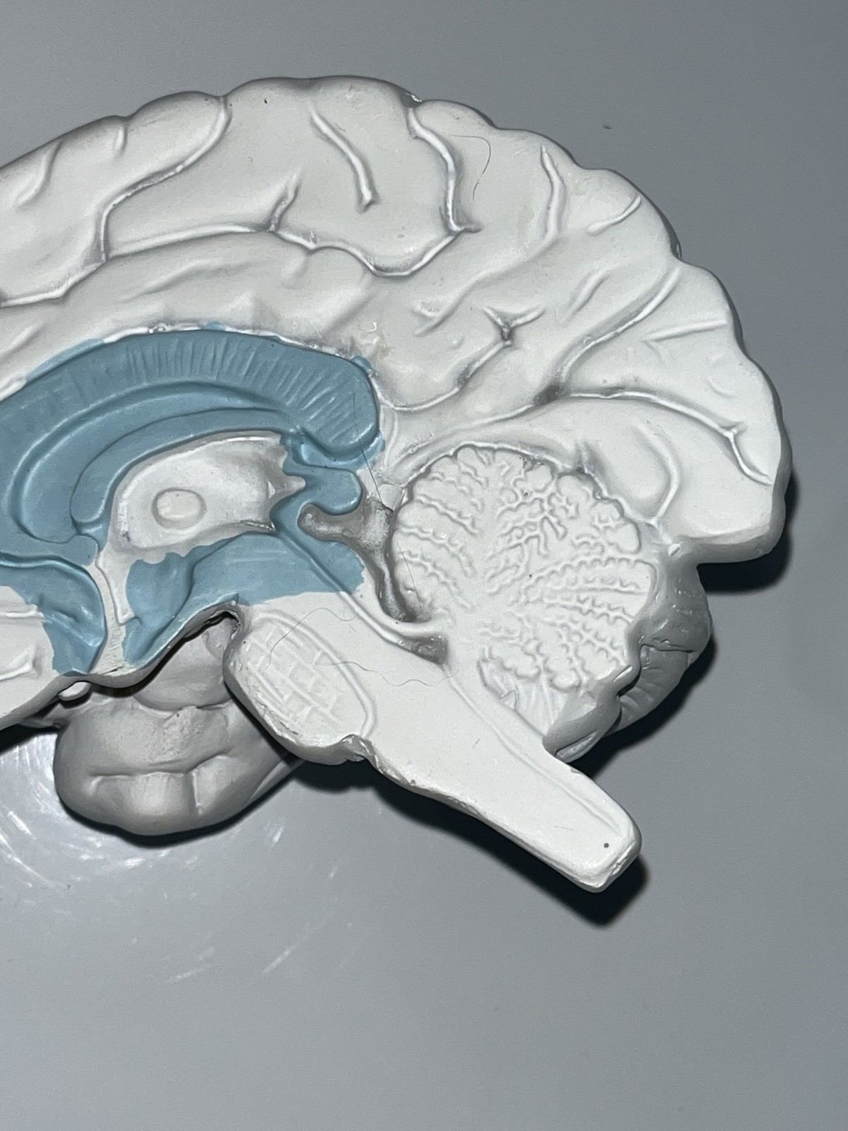 Scientific Model Human Brain 2-part, Display, Paint Your Way, Classroom, Study