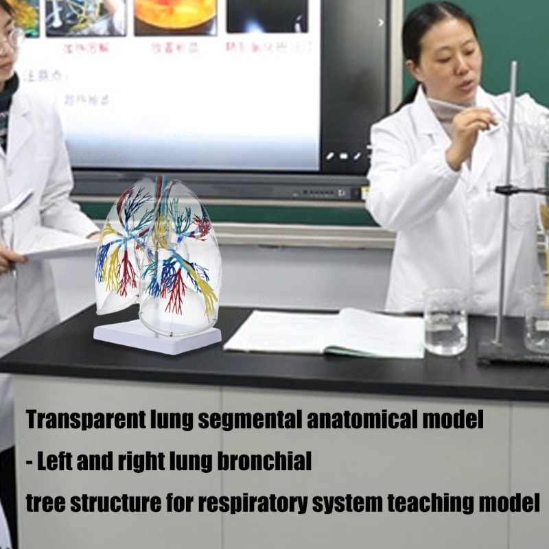 Life Size Anatomical Lung Respiratory System Model Education Tool for Teaching