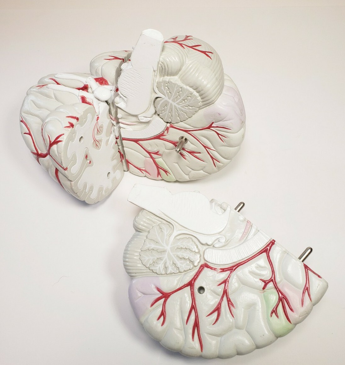 Human Brain Anatomical Teaching Model Life Size Medical Science Cross 4 Sections