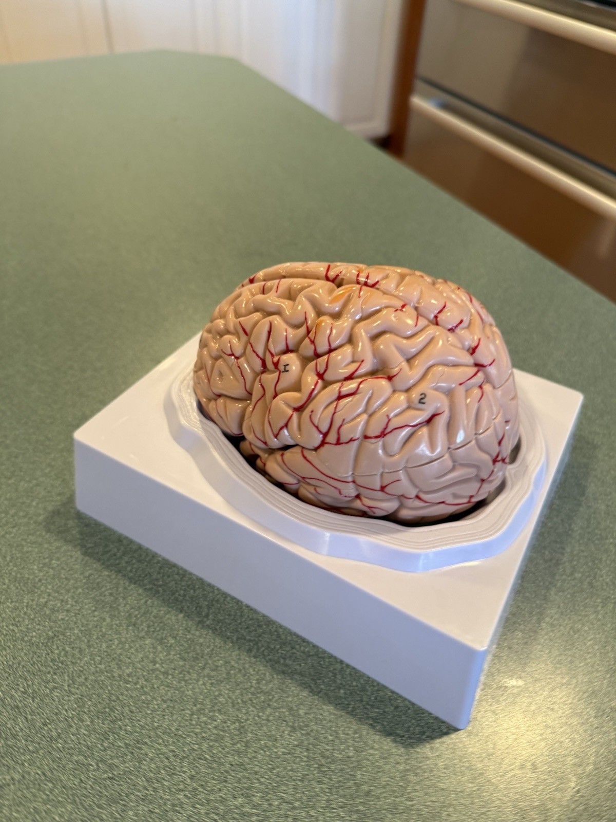 Human Brain Model Anatomical Anatomy Medical Teaching Education Study Science