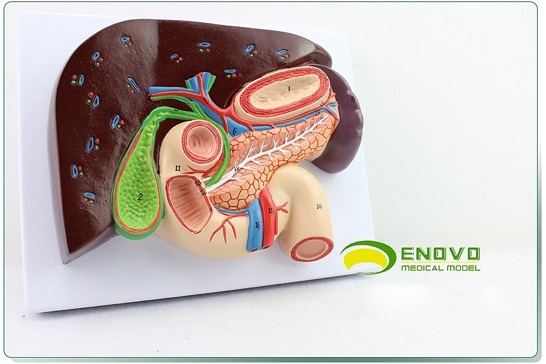 1:1 life size Human Digestive System Model Medical Science Stomach Anatomy