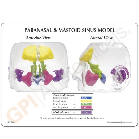 Sinus CLEAR GPI Anatomical Model LifeSize LFA #2851. Make Us an Offer! SEE VIDEO