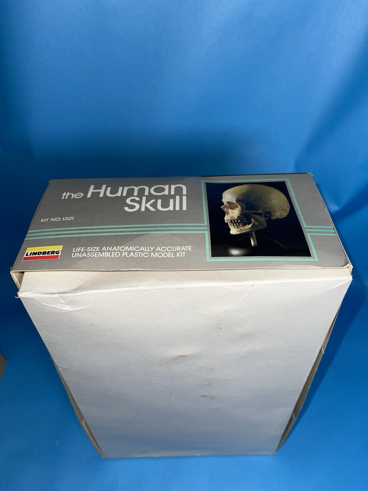 Lindberg The Human Skull Life Size Anatomical Model Kit Movable Jaw Complete VTG