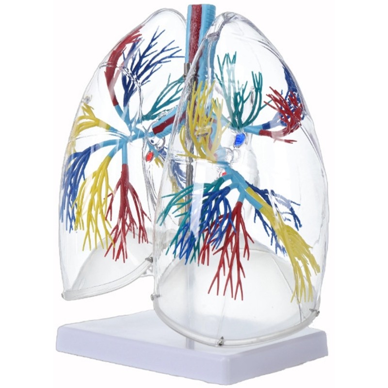 Life Size Anatomical Lung Respiratory System Model Education Tool for Teaching