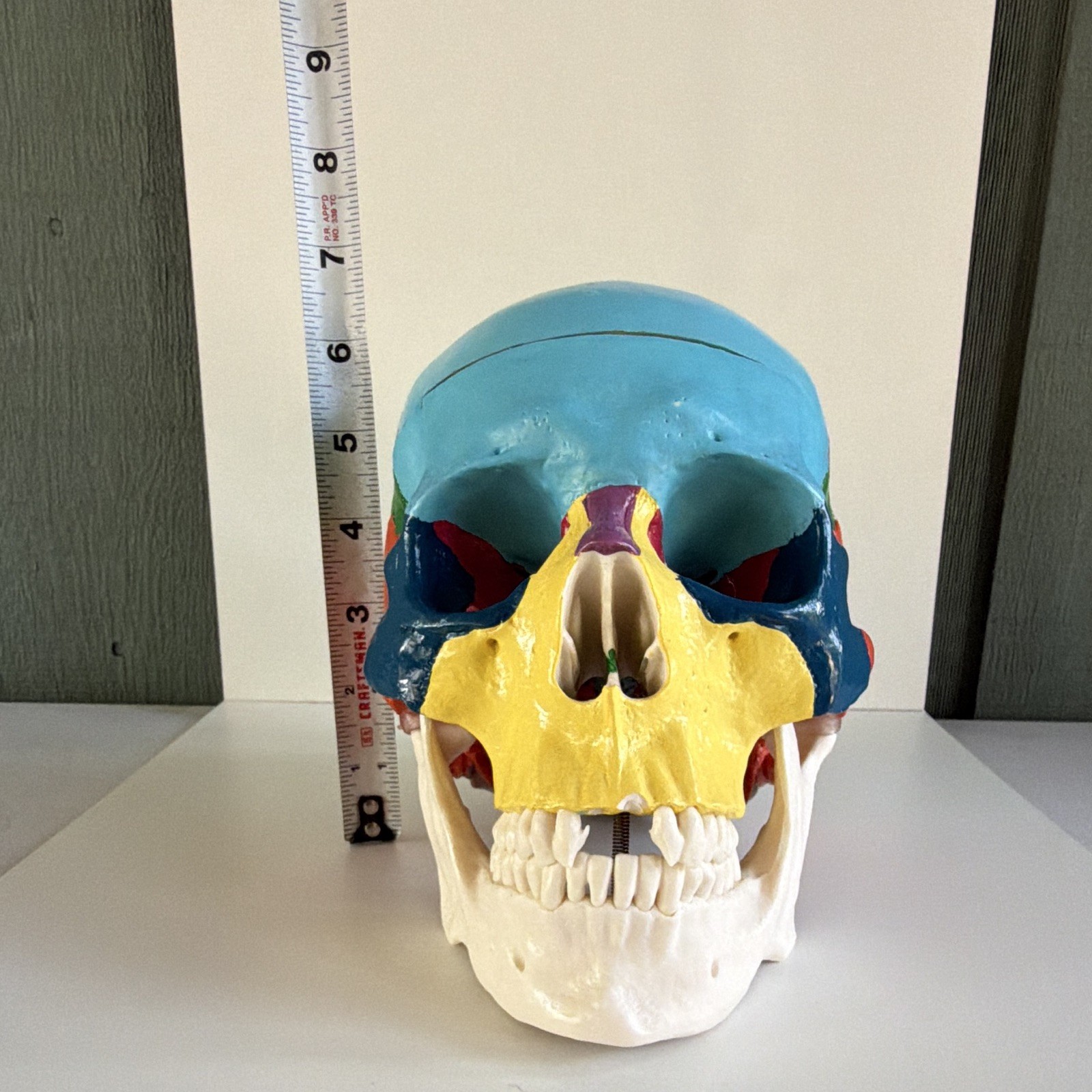 Life Size Colorful Human Skull Model Anatomical Anatomy Medical Teach Skeleton