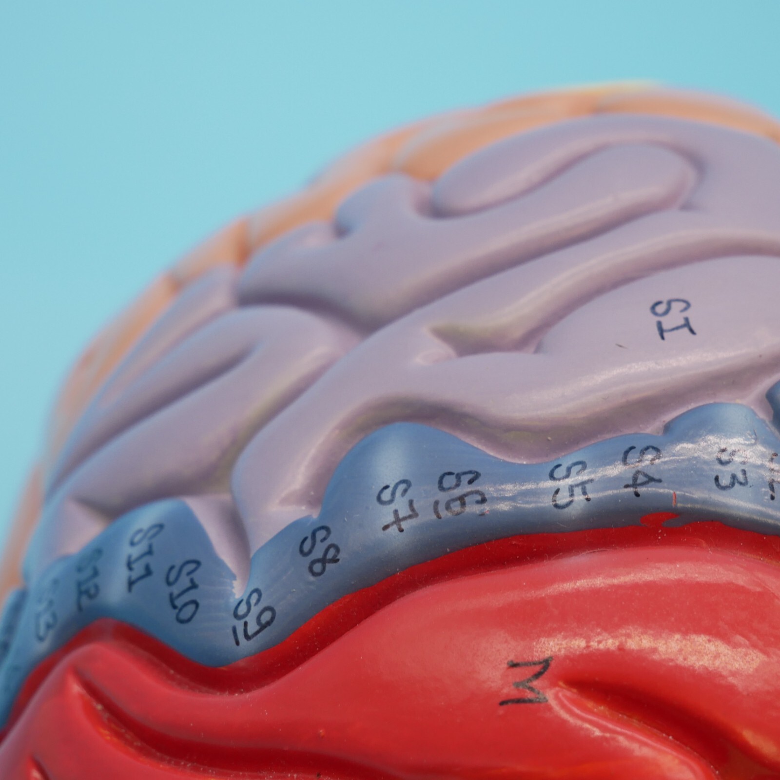 Medical Anatomical Human Brain Model Anatomy Cerebral Cortex Brain Nerve Models