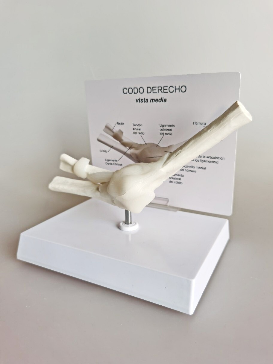 1:1 Life Size Articulatio Cubiti Anatomy Model Medical Science Humans Skeleton