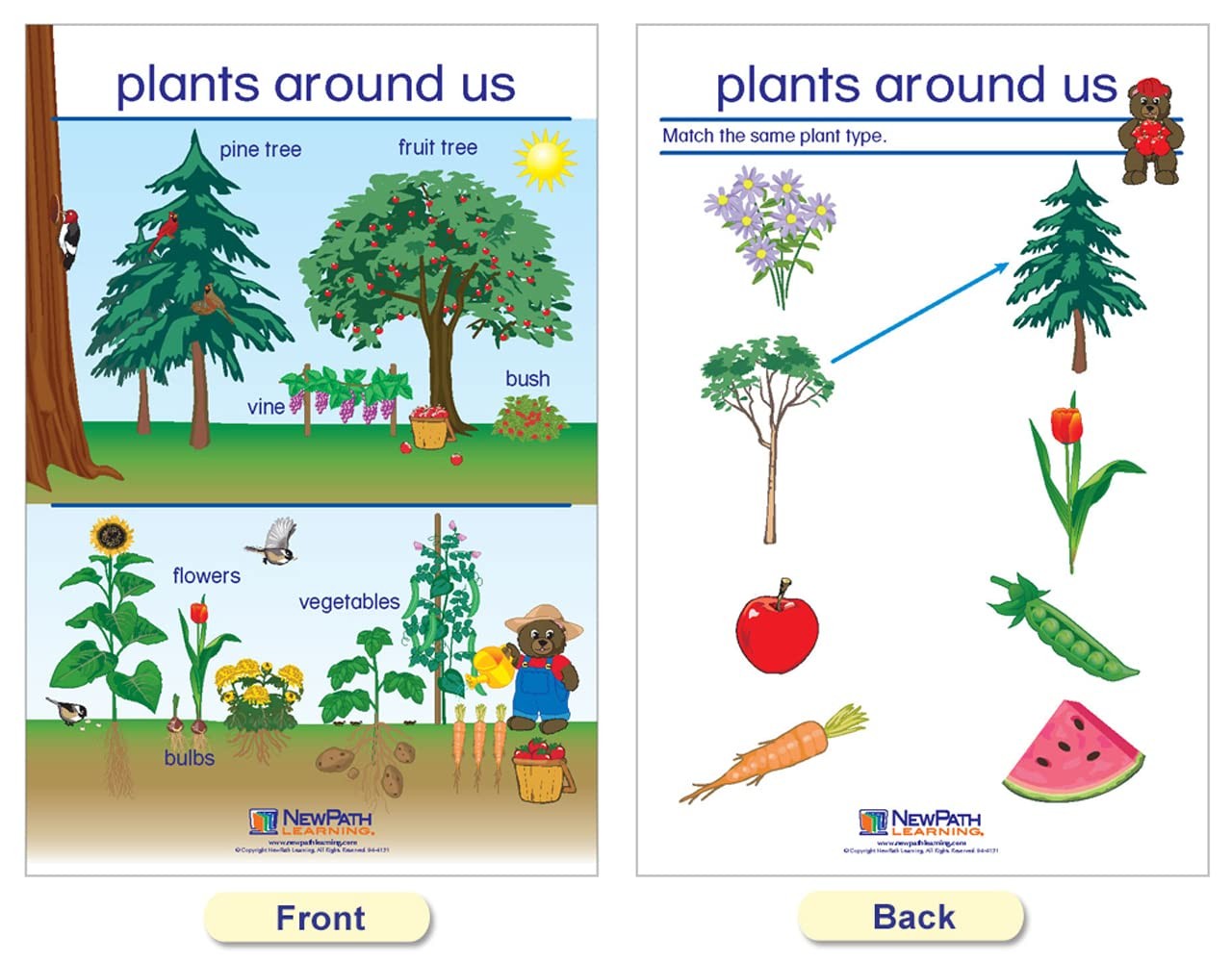 Newpath Learning Newpath All About Plants Bulletin Board Charts – English