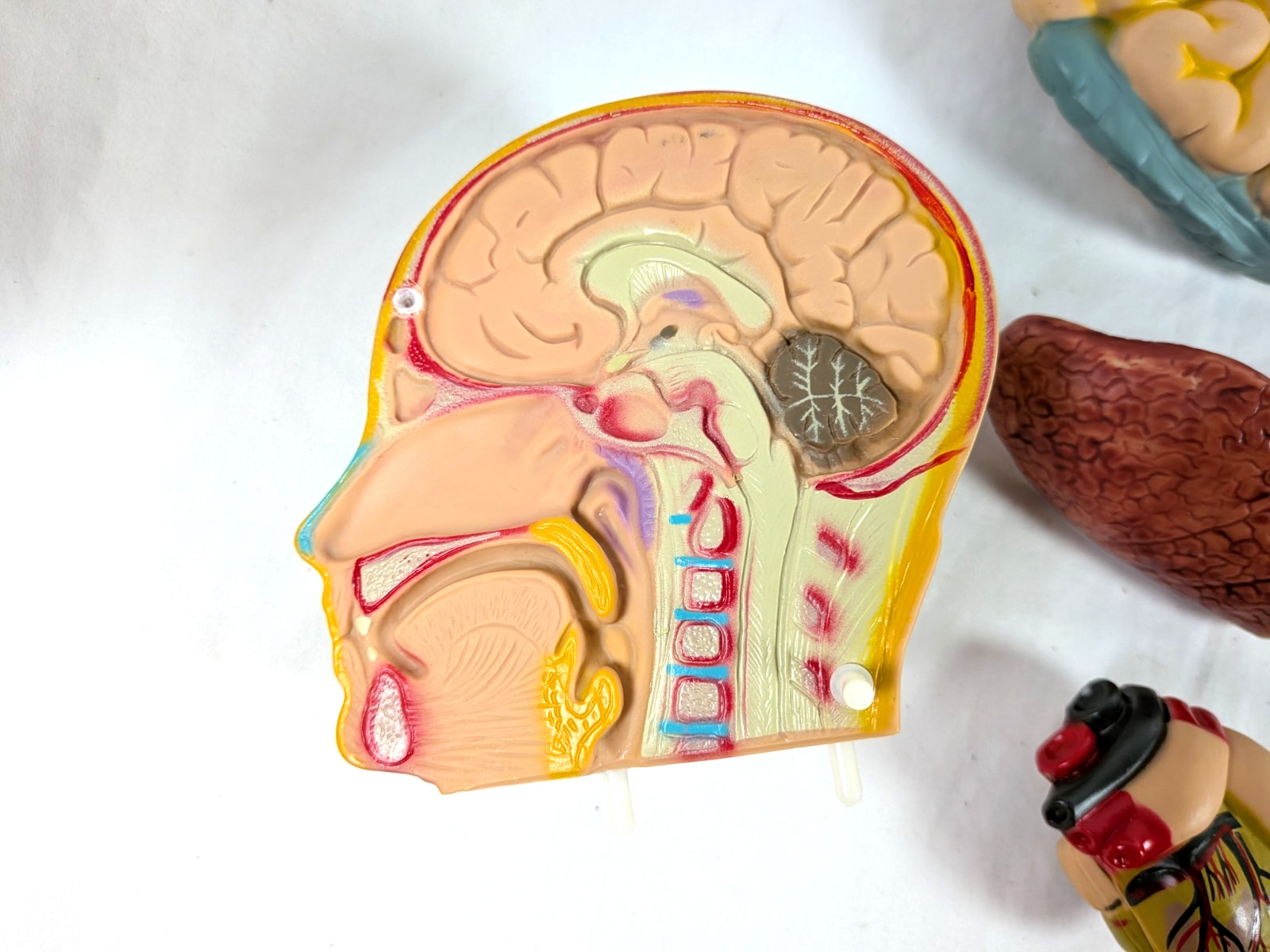 Human Torso 20” Model Medical Human Anatomy Body Educational Science Edu Toys