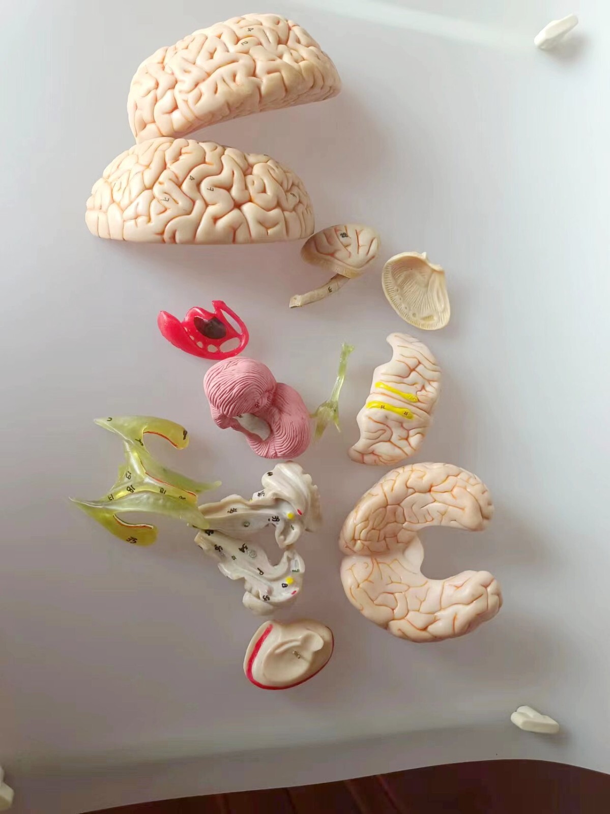 1:1 Size Human 15 Parts Brain Model Medical Anatomy With 58 Digital Indication