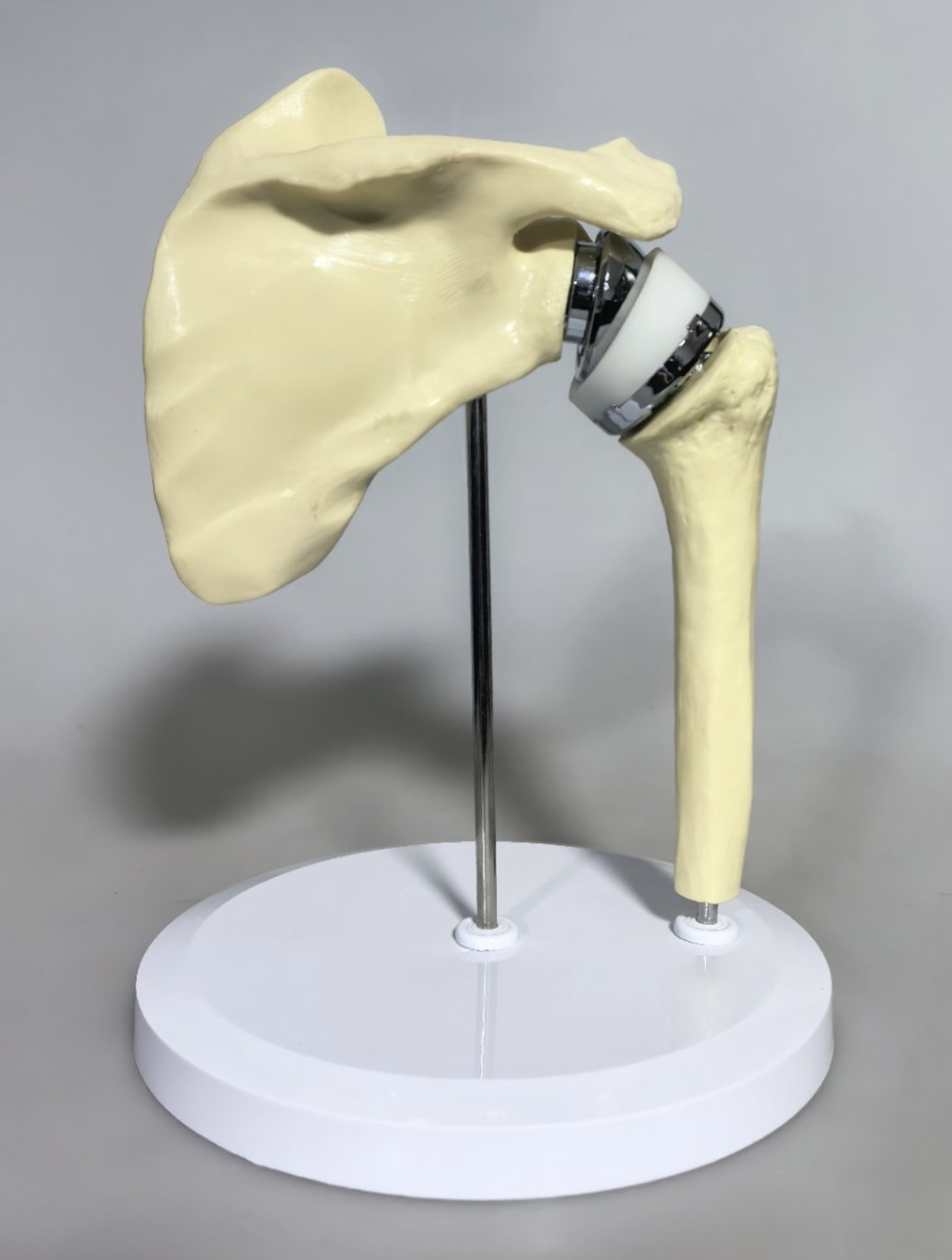 Artificial Shoulder Replacement Anatomical Model Knee Shoulder Elbow Joint Model