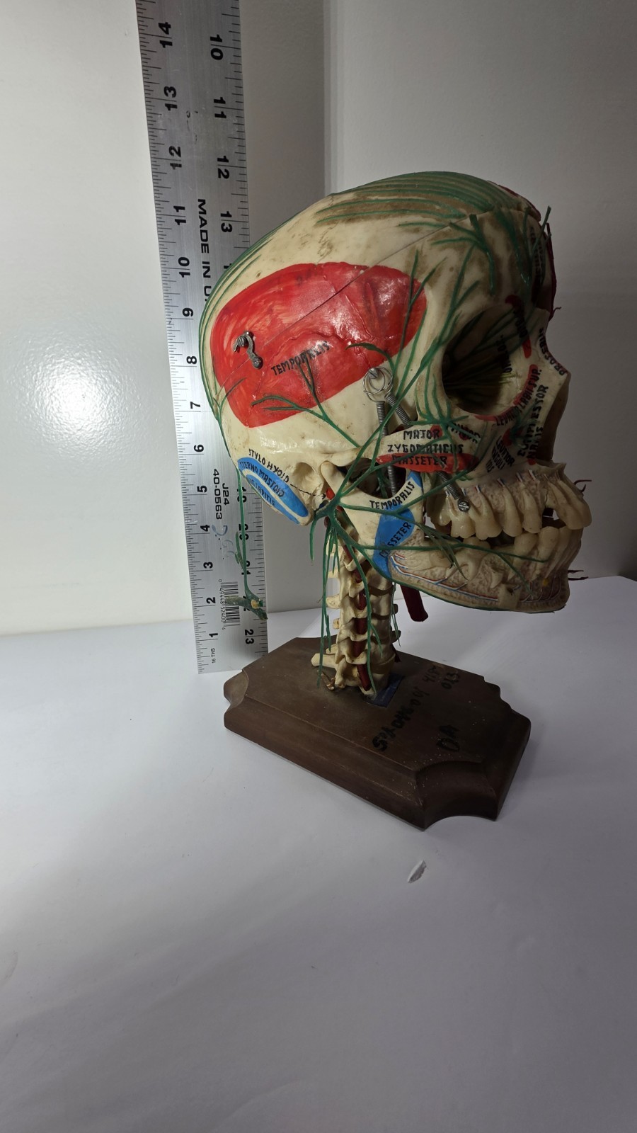 Antique Medical Plastic Lab Anatomical Science Human Skull Model Spring Mandible