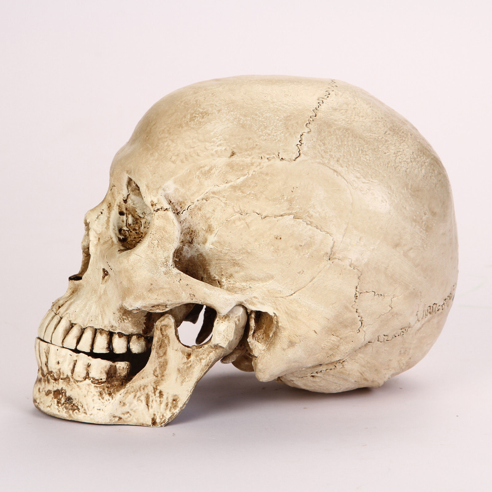 Lifesize Realistic Human Skull Replica Resin Model Anatomical Halloween Decor s