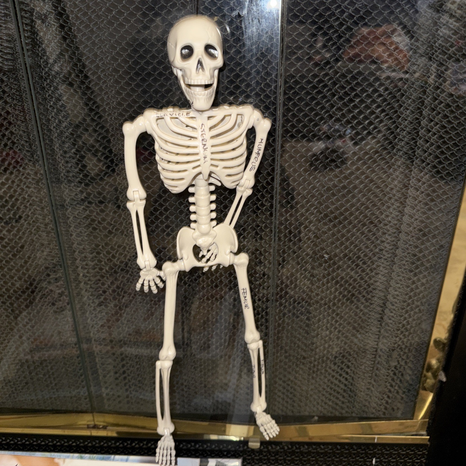 Human Model Skeleton Plastic Anatomical Moving Joints 16″ Halloween Educational