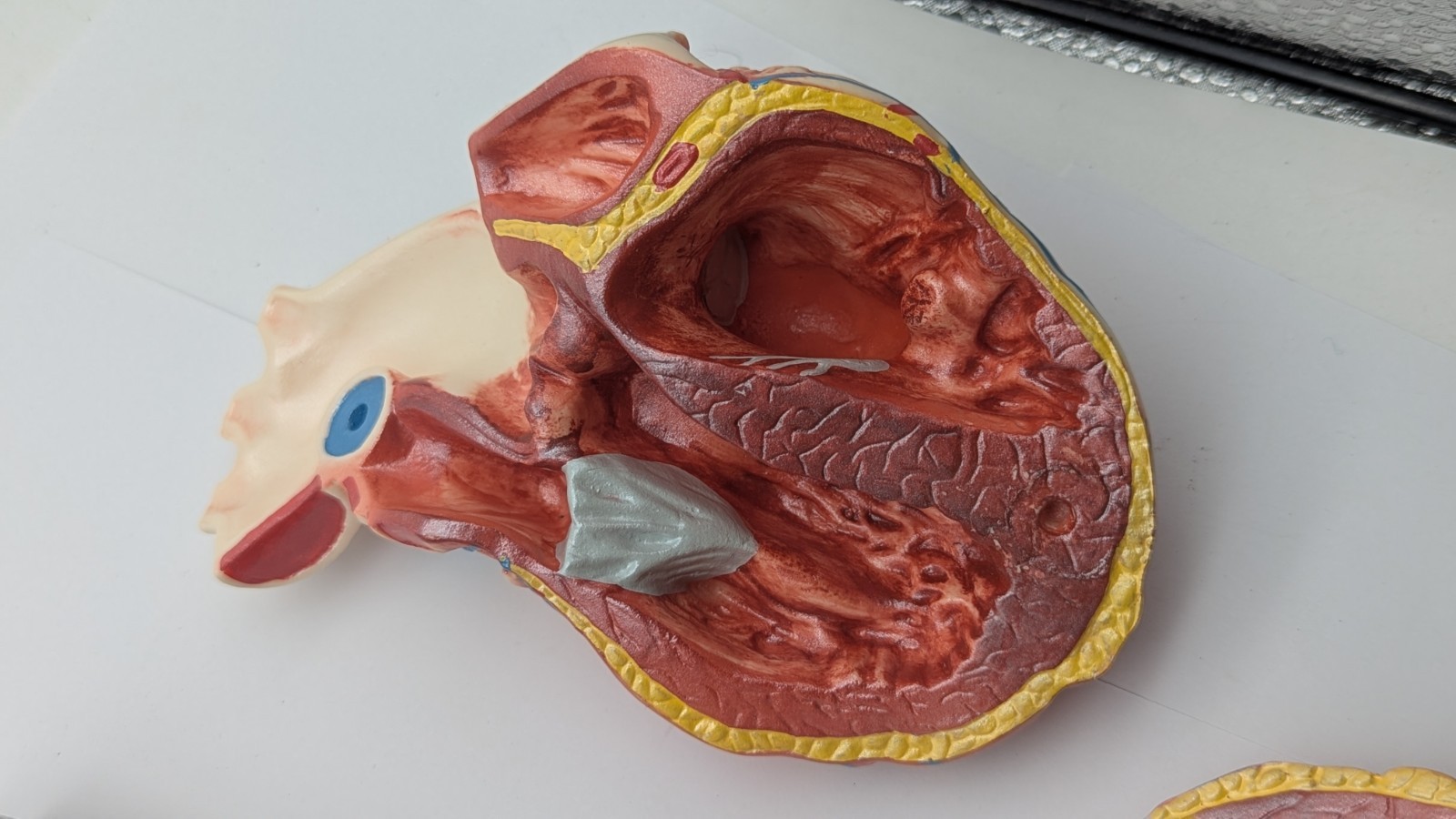 Vintage Human Heart Anatomical Model Stewart Pharmaceutical 1960’s DISPLAY