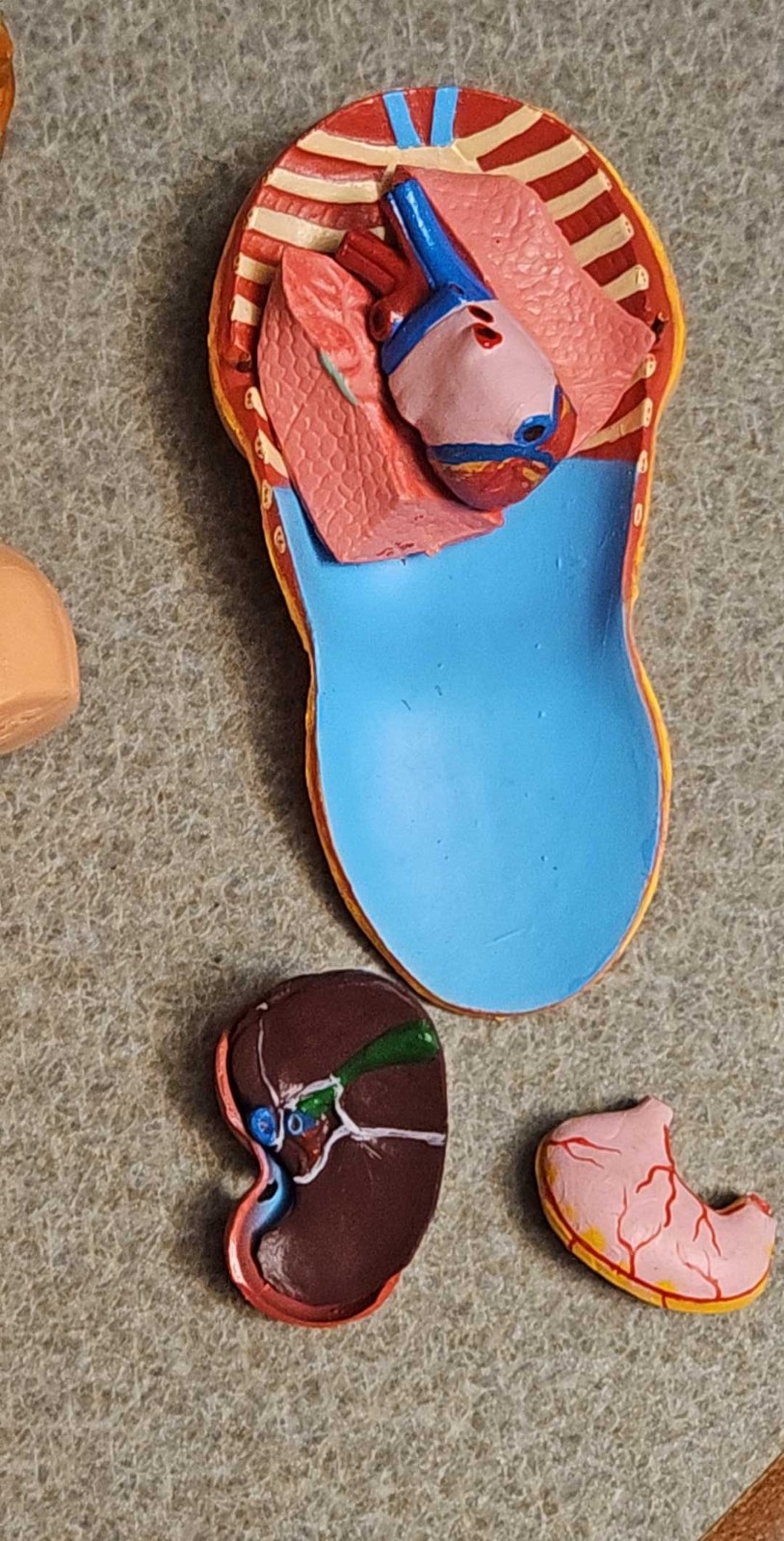 3-D Human WOMAN Anatomical Model 12 Part Doctor’s Office Student Teaching Doll