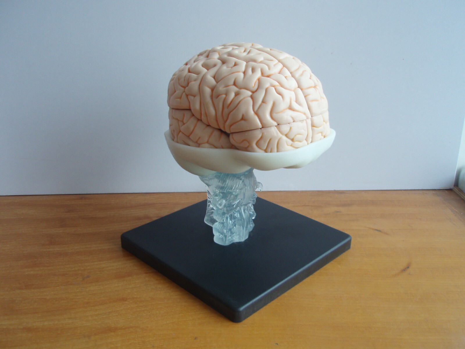 1:1 Size Human 15 Parts Brain Model Medical Anatomy With 58 Digital Indication