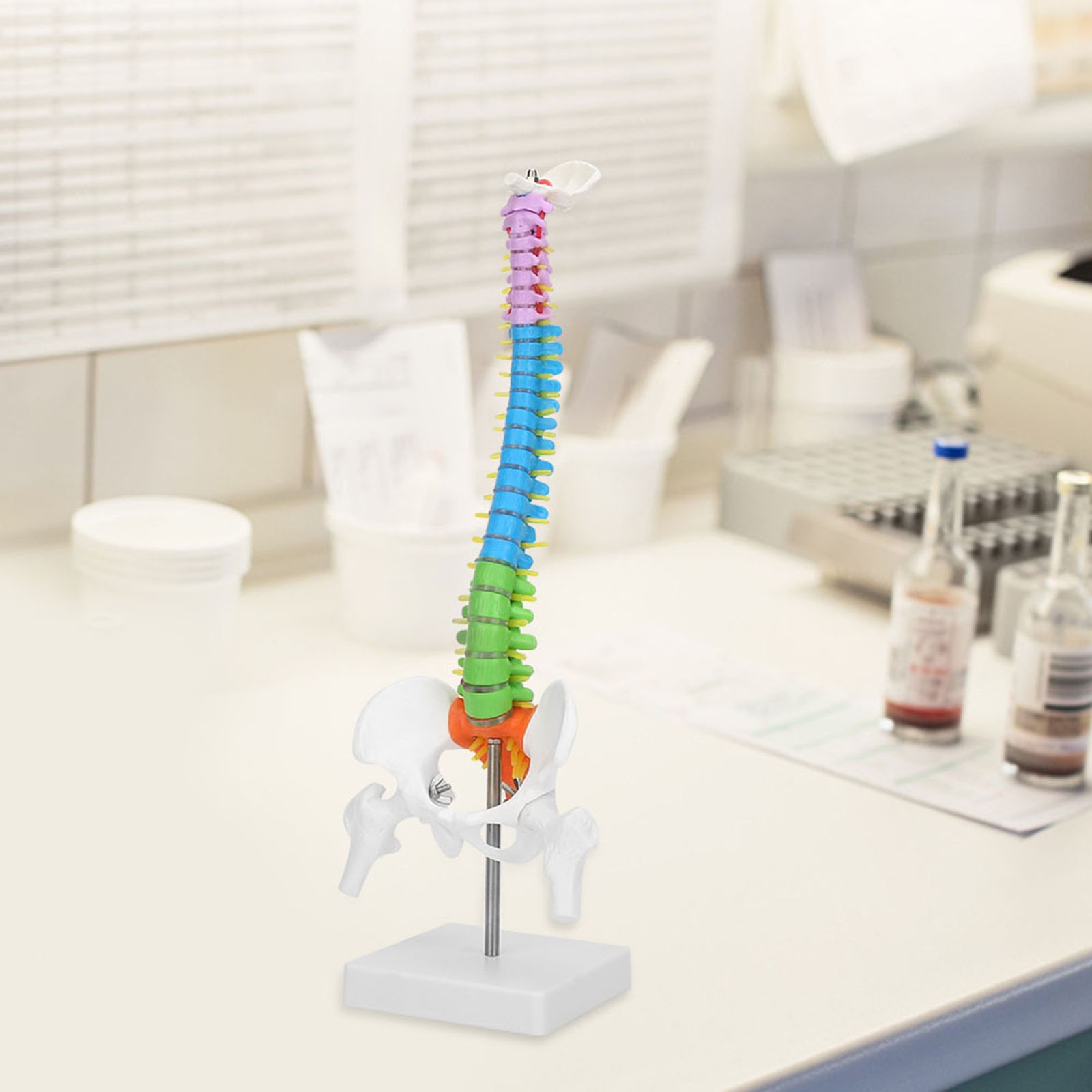 Life Size Flexible Human Spine Model For School Teaching FIS
