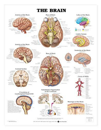 BRAIN Laminated Wall Chart 20″ x 26″ Classroom/Professional LFA #99920