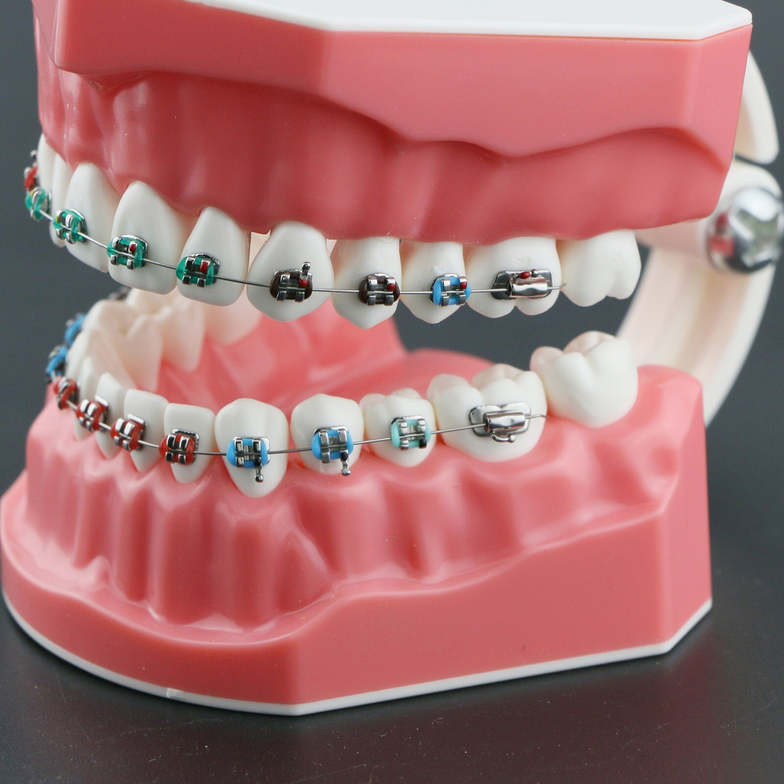 US Dental Typodont Orthodontic Teeth Model with Brackets For Brushing Practice