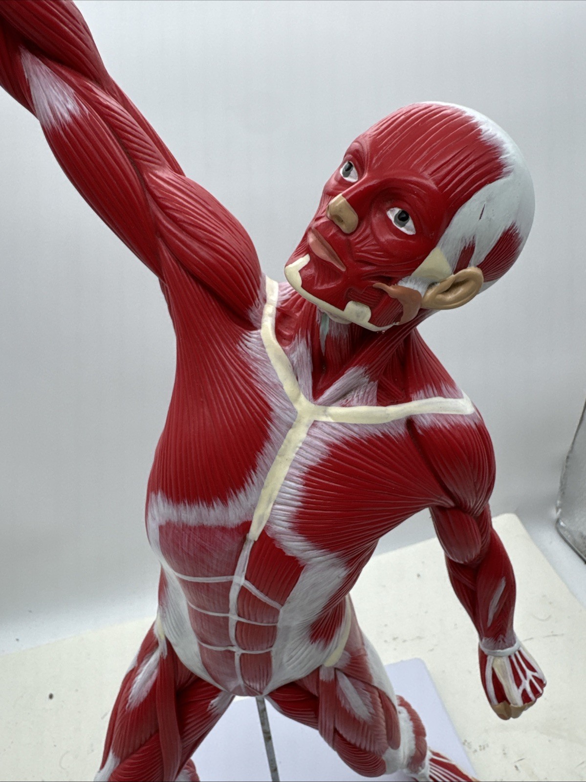 Wellden Muscular System Model, 20” Human Muscles Anatomy Axis Scientific (104)