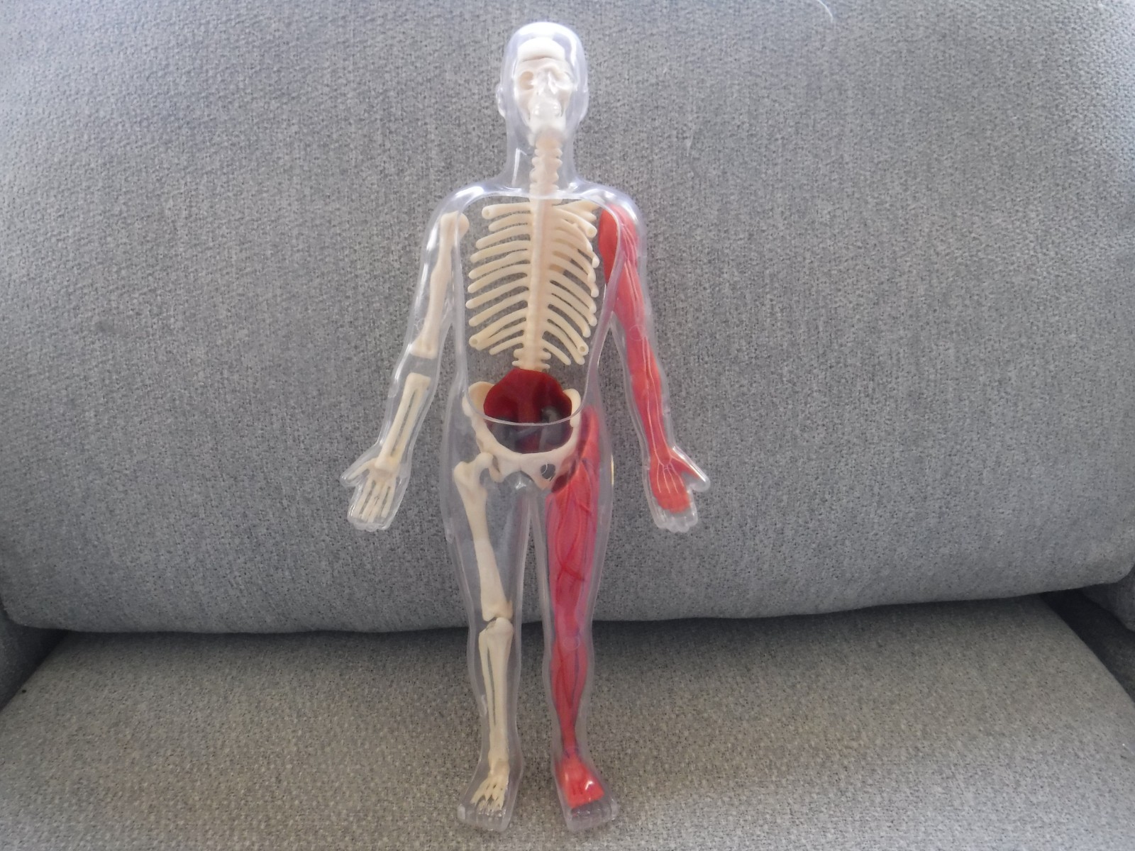 Human Body Anatomy Model 13″ Invisible Man Skeleton heart brain muscles lungs