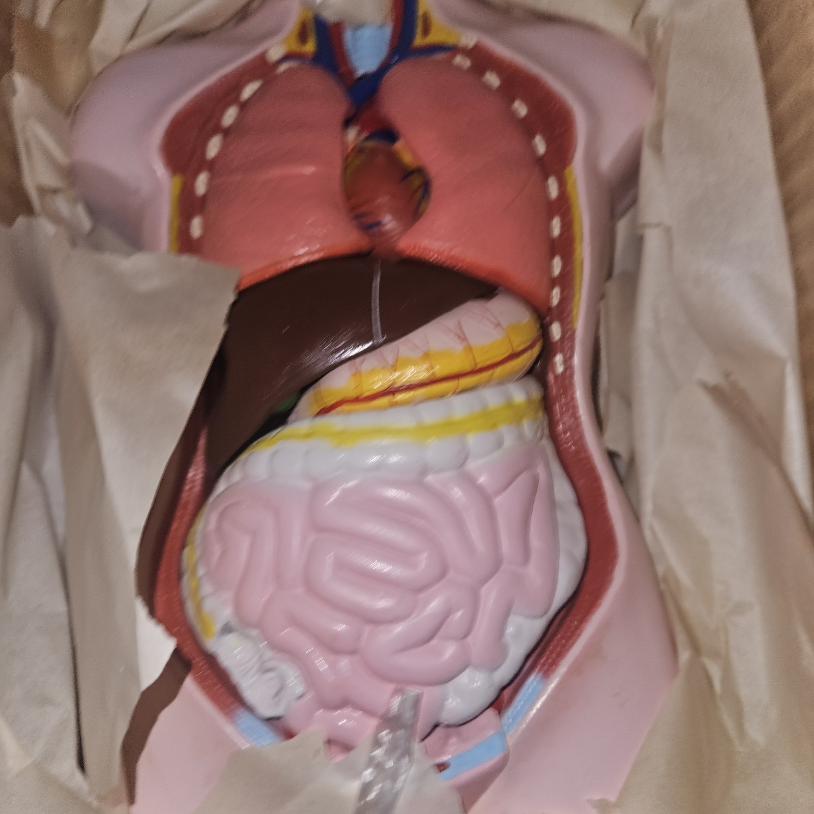 3-D Human MALE Anatomical Model Latge 42cm Doctor’s Office Teaching Anatomy Doll