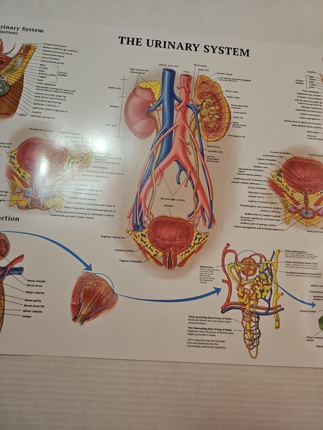 The Urinary System – 2 Sided MEDICAL Poster 29.5″ x 17.5″ In. Art Of Science Vtg
