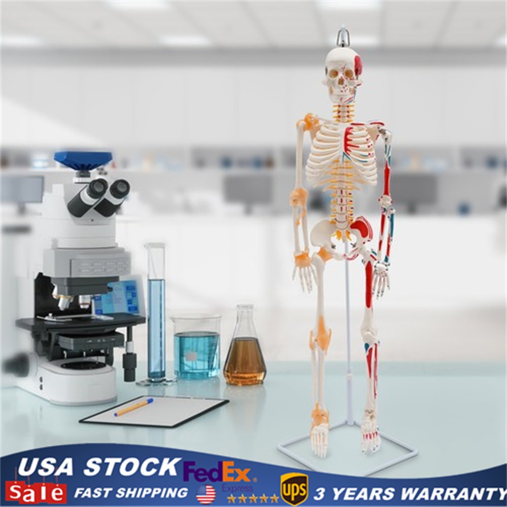 34″ Half Life Size Human Skeleton Model For Doctors’ Office or Anatomy Classroom