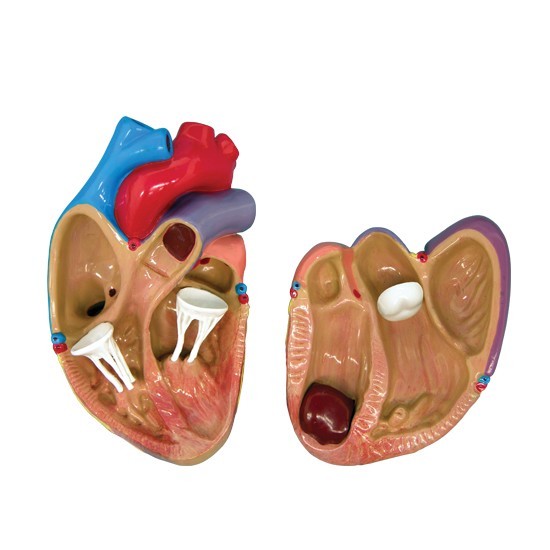 Mini Heart Set of 3 GPI Anatomical Models LFA#2550. Make Us an Offer . See VIDEO